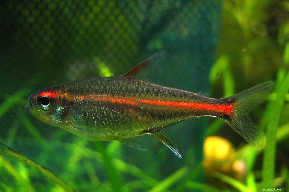 Glowlight Tetra: Care, Colors & Ideal Aquarium Setup