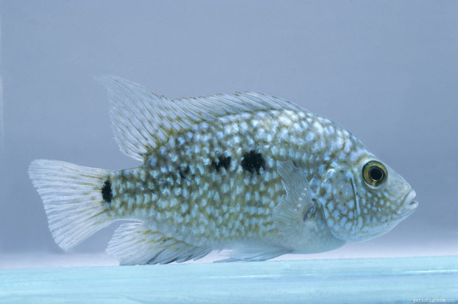 Texas Cichlid (Rio Grande Perch): Comprehensive Species Profile & Care Guide