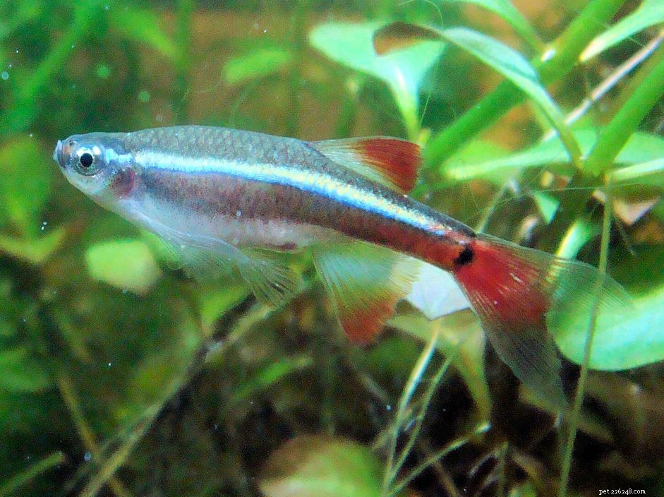 White Cloud Mountain Minnow: Comprehensive Species Profile & Care Guide
