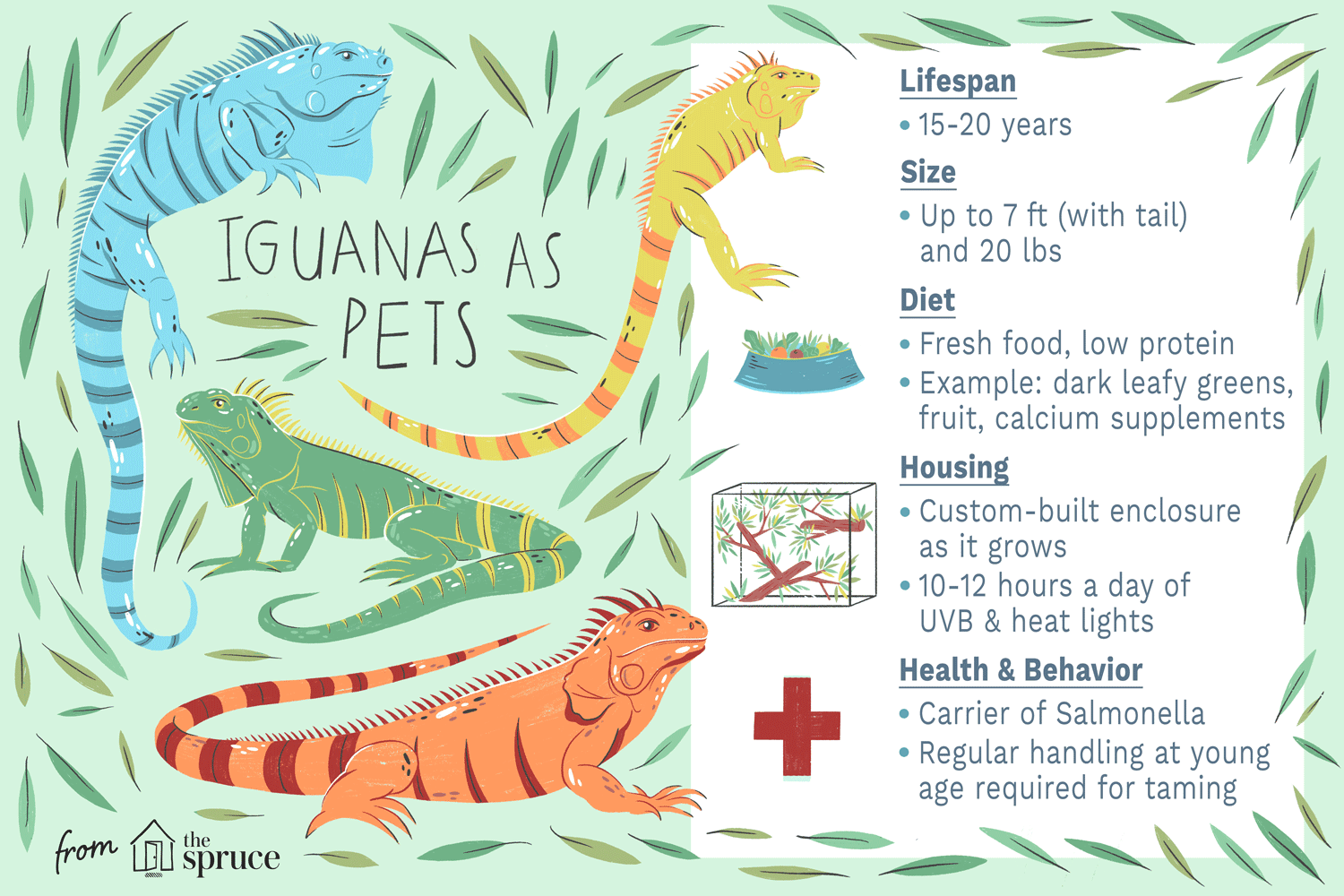 Iguana Care Guide: Species Profile & Essential Pet Ownership Tips
