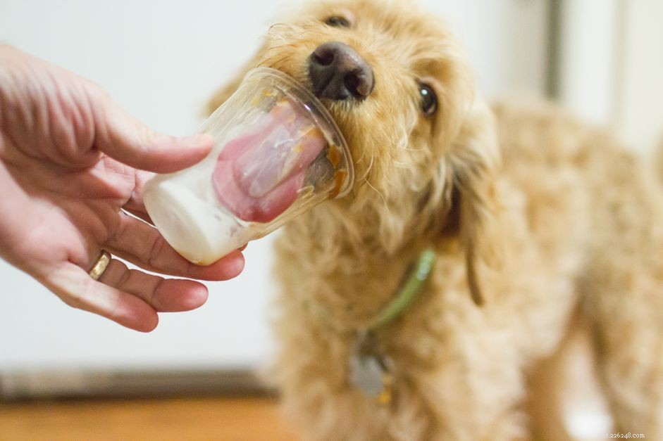Refreshing Treats to Keep Your Dog Cool This Summer