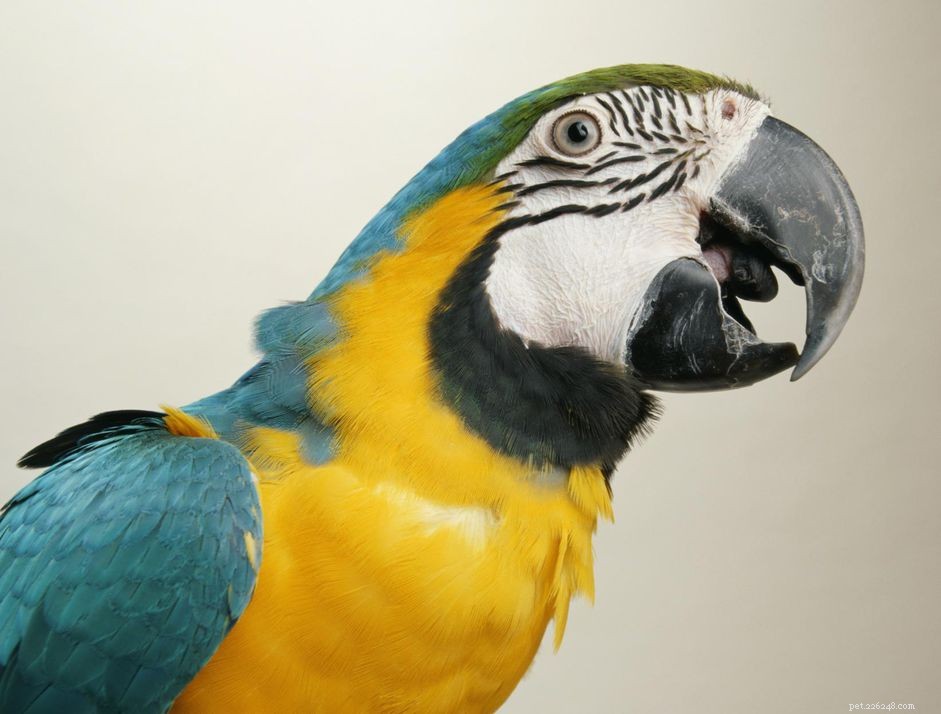 Macaw Parrot Species Profile: History, Care, and Behavior