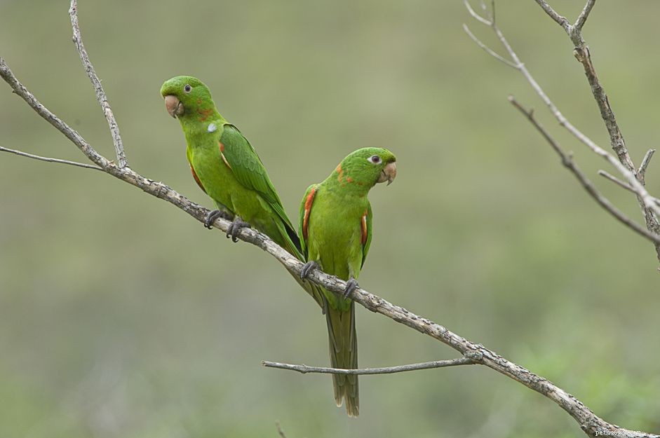 White‑Eyed Conure (Parakeet): Comprehensive Bird Profile & Care Guide