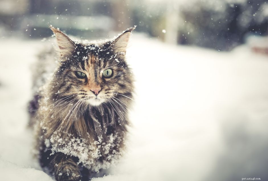 Discover 10 Rare Cat Breeds That Are Hard to Find