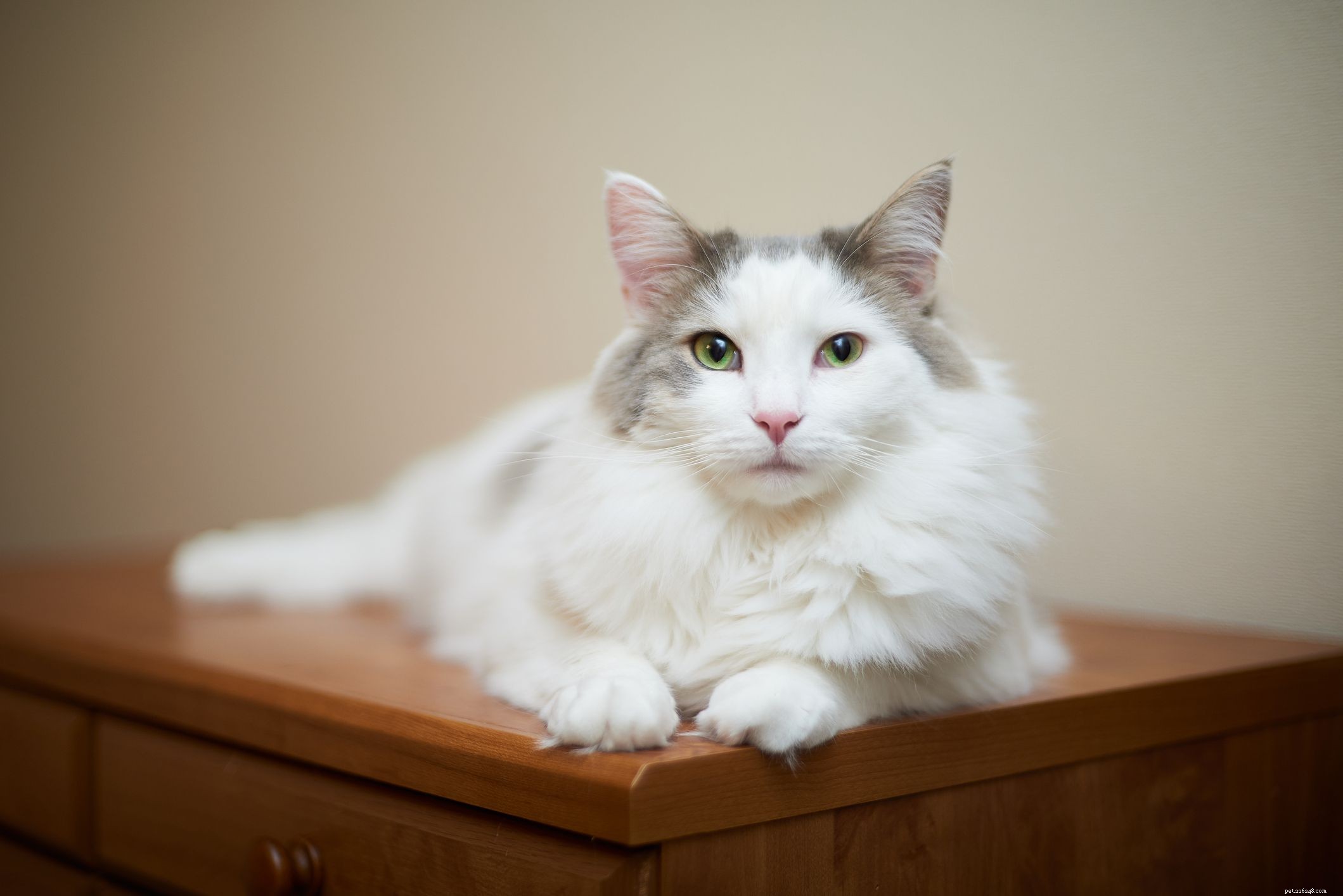 Discover 10 Rare Cat Breeds That Are Hard to Find