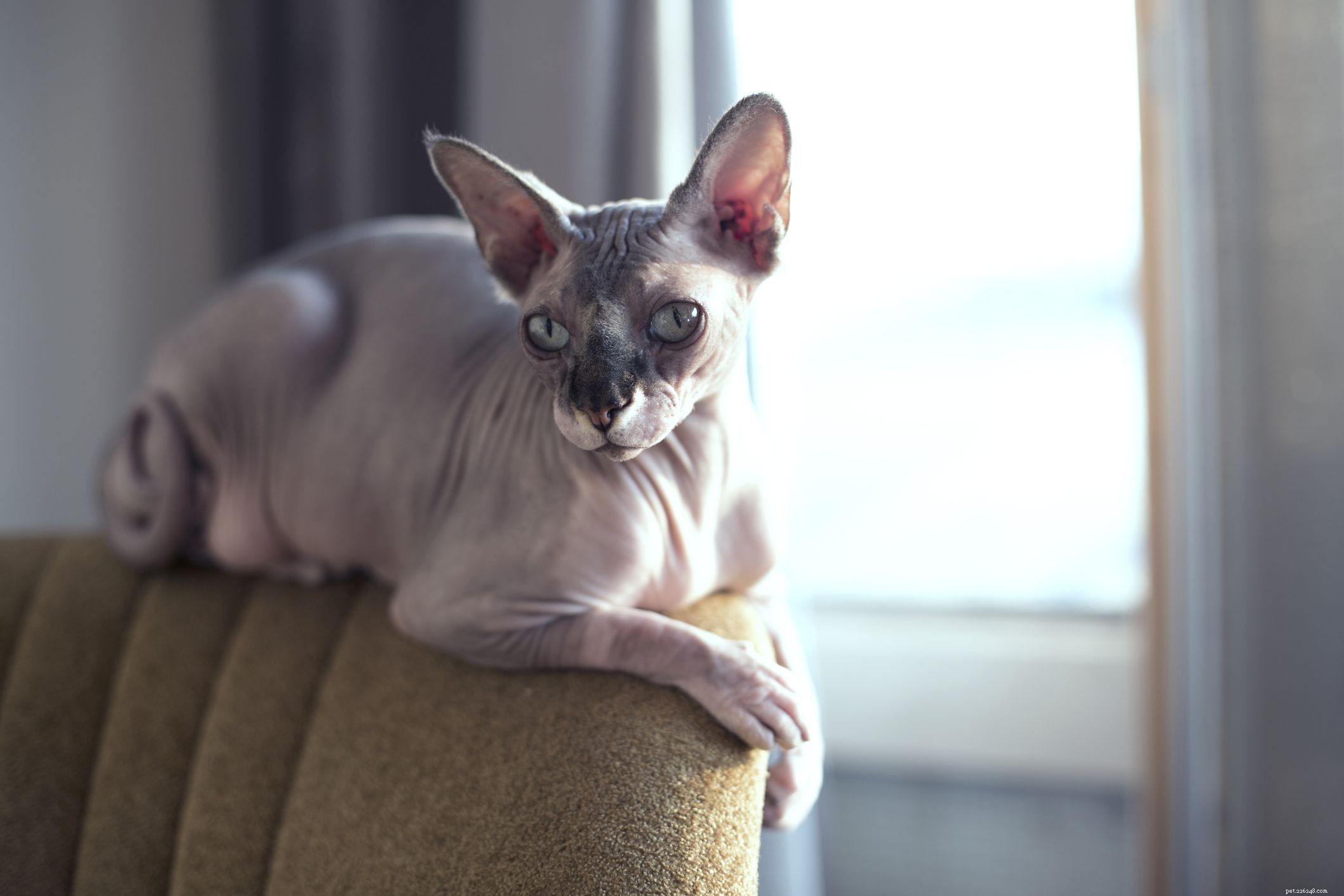 Discover 10 Rare Cat Breeds That Are Hard to Find