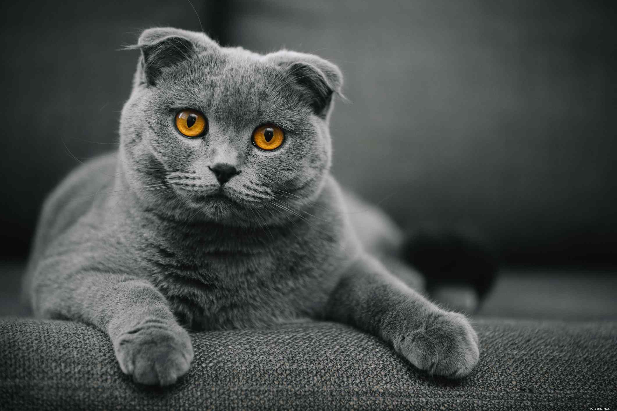 Discover 10 Rare Cat Breeds That Are Hard to Find
