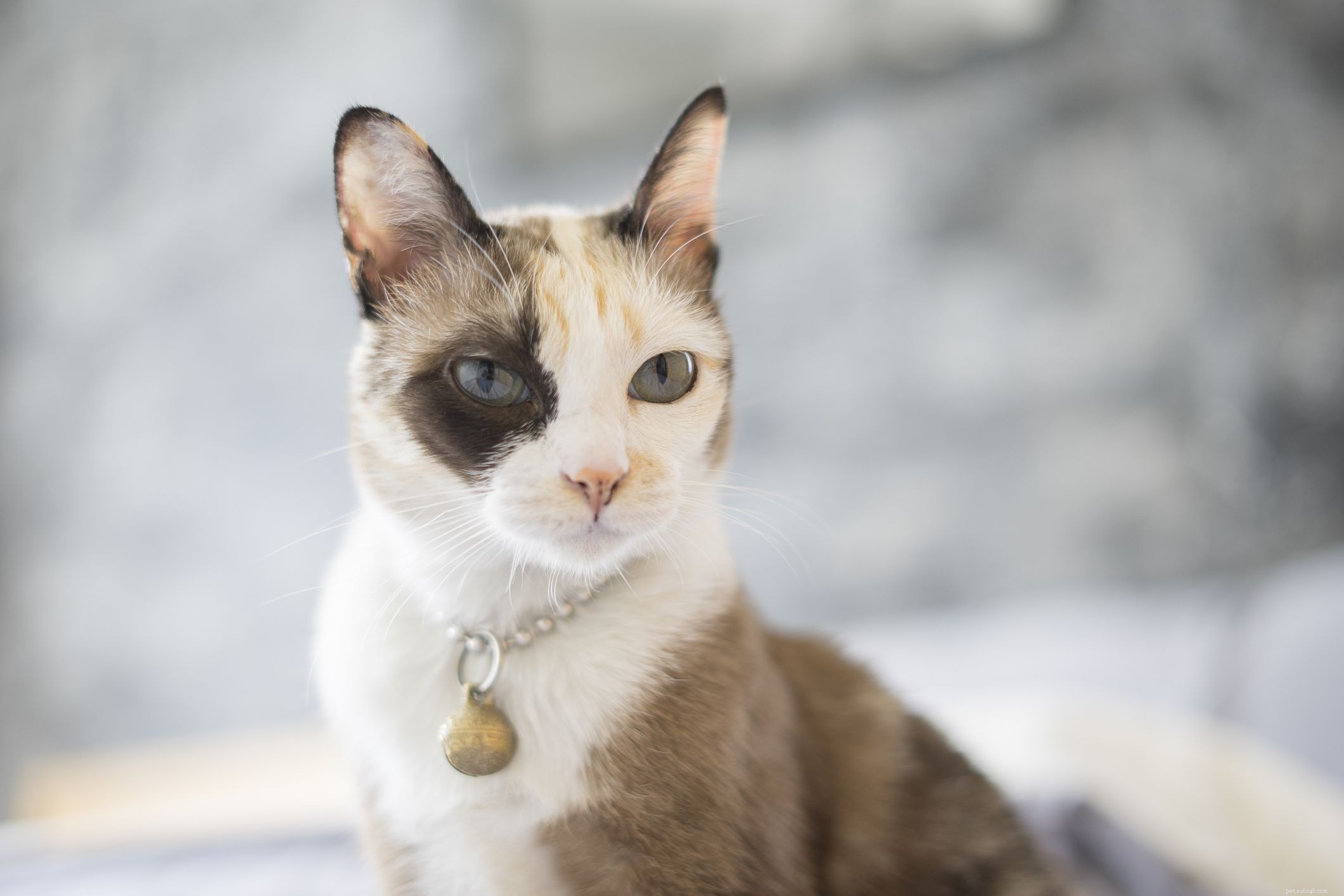 Discover 10 Rare Cat Breeds That Are Hard to Find