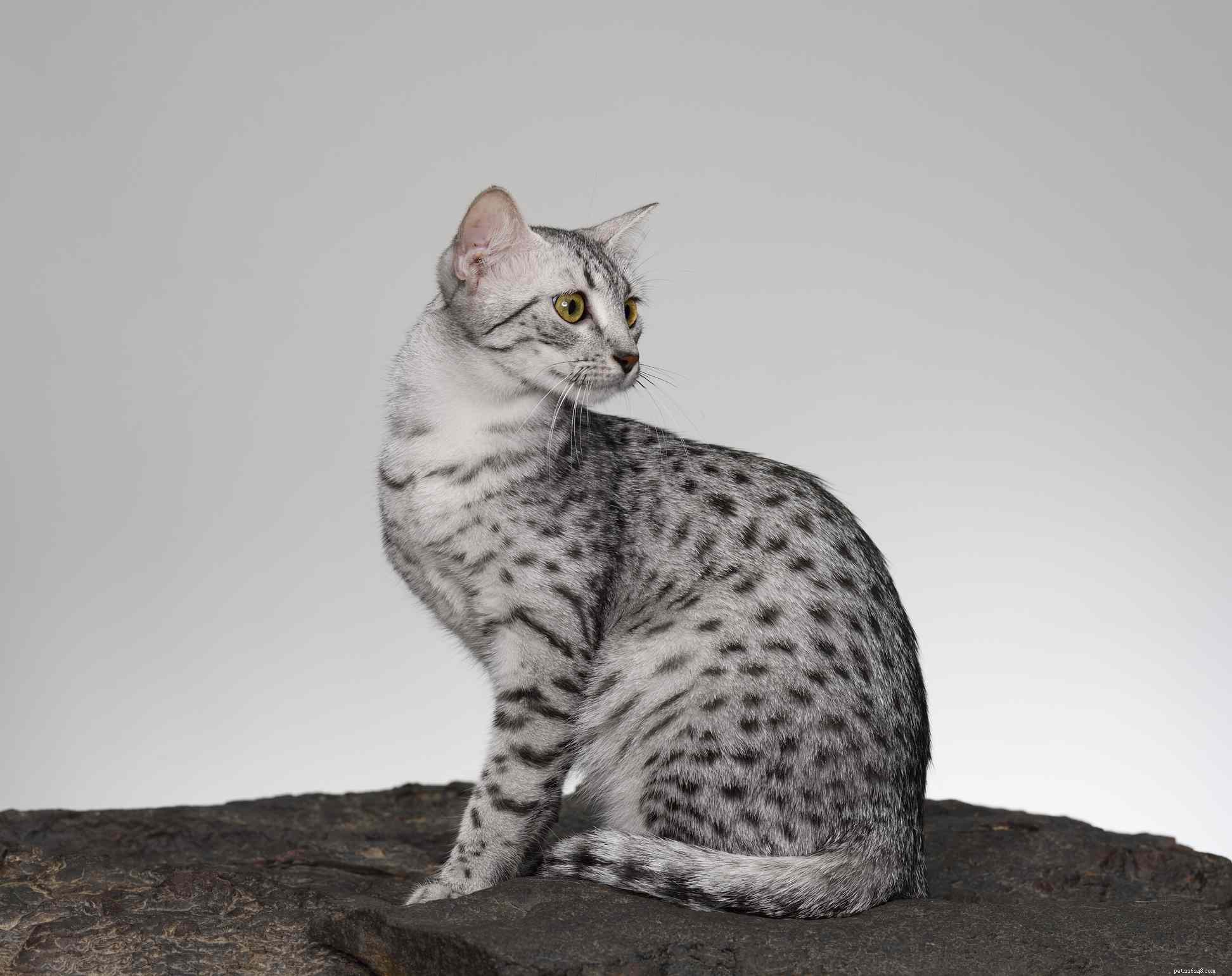 Discover 10 Rare Cat Breeds That Are Hard to Find