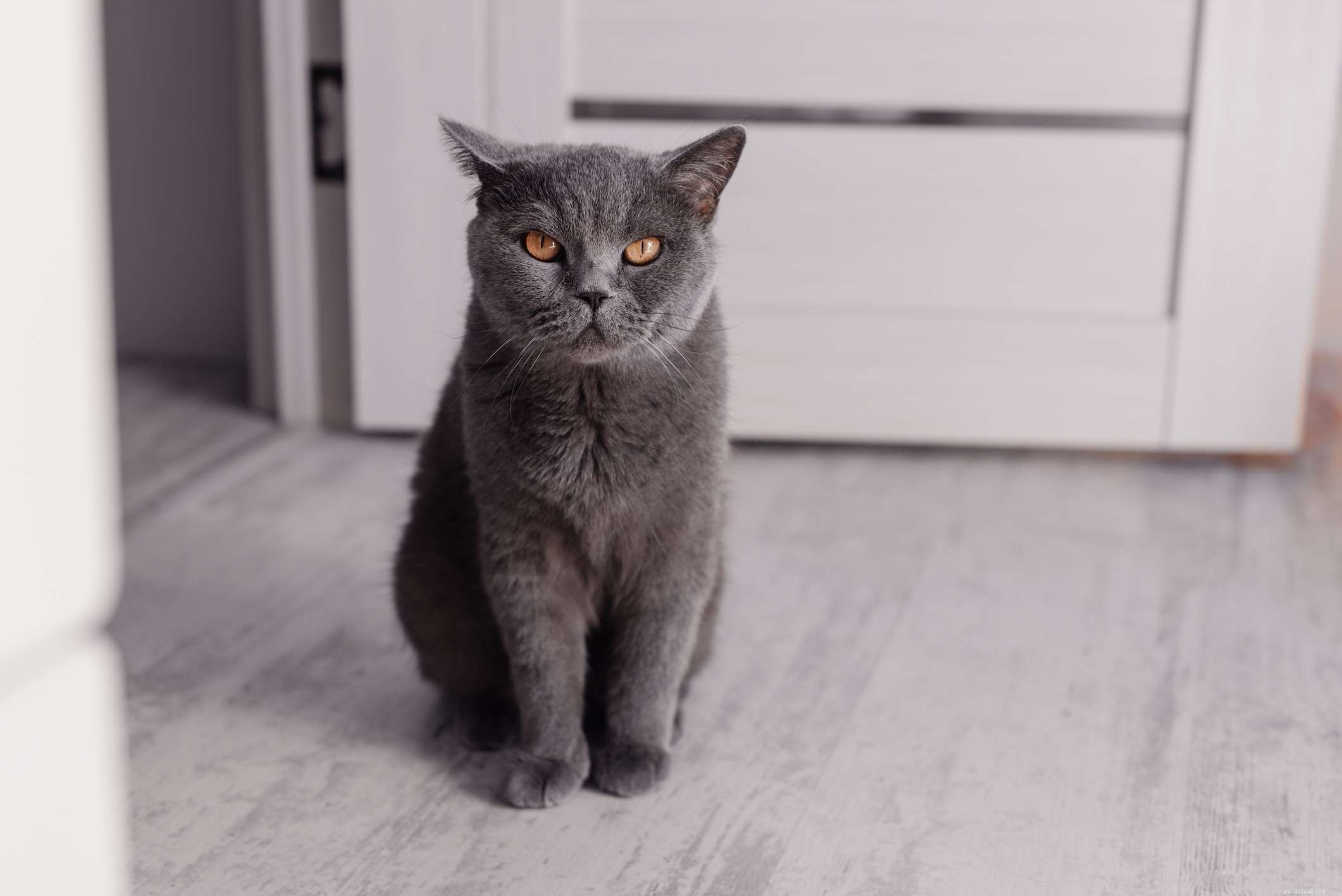 Discover 10 Rare Cat Breeds That Are Hard to Find