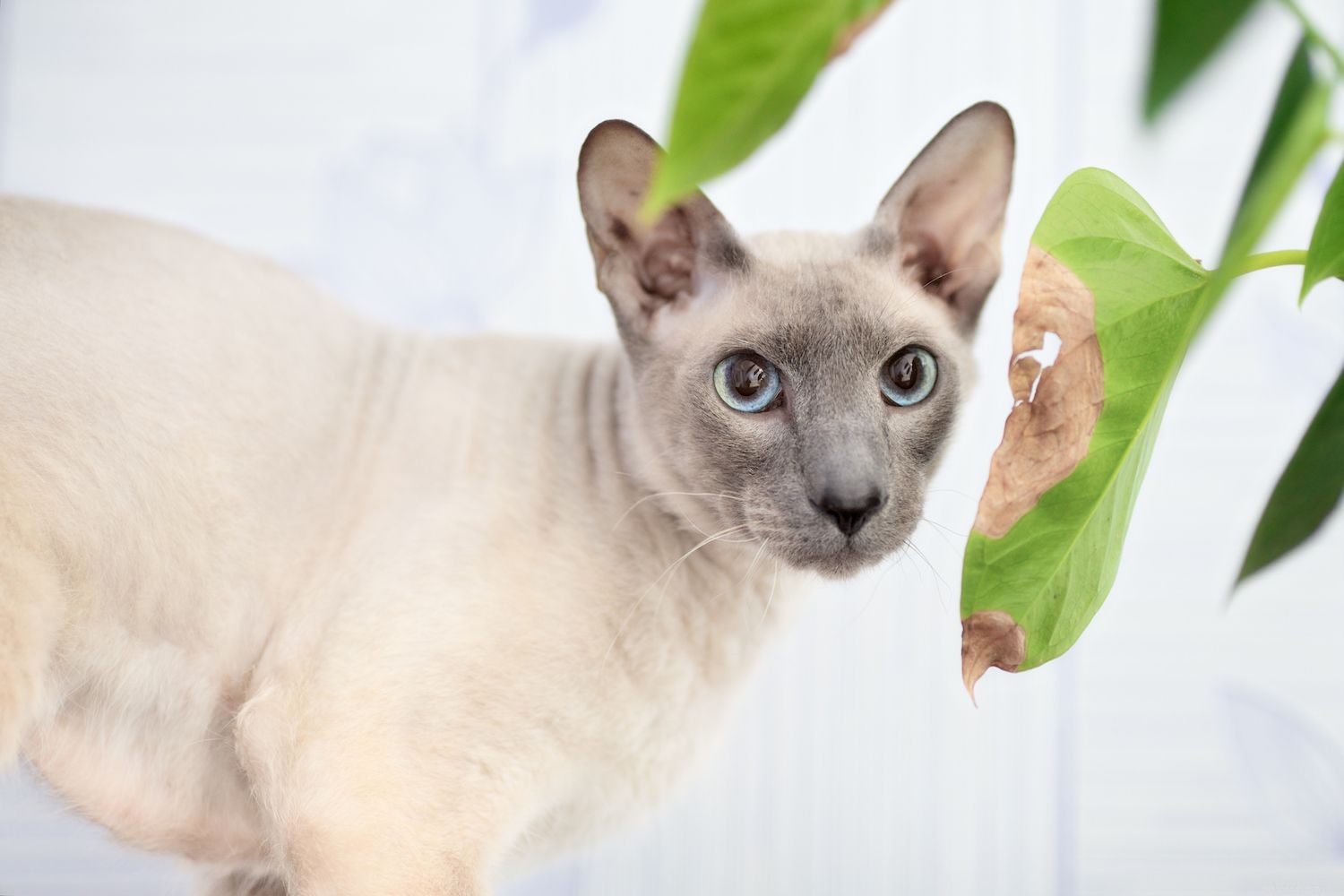 Discover 10 Rare Cat Breeds That Are Hard to Find