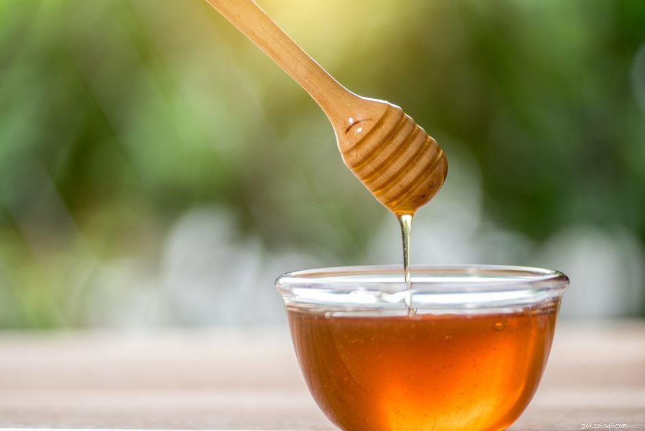 Is Honey Safe for Dogs? Benefits & Precautions