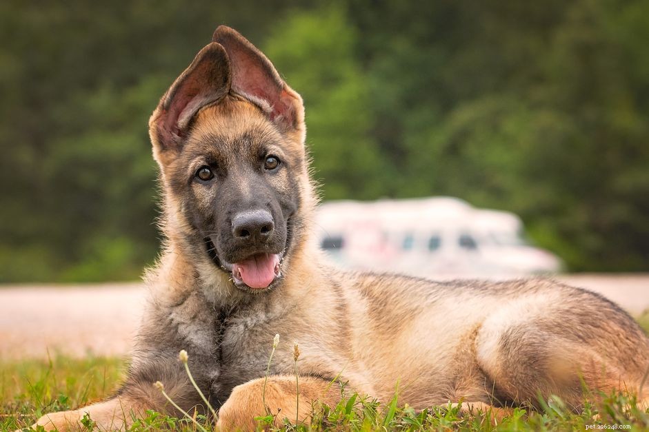 84 Perfect Names for Your German Shepherd: From Classic to Unique