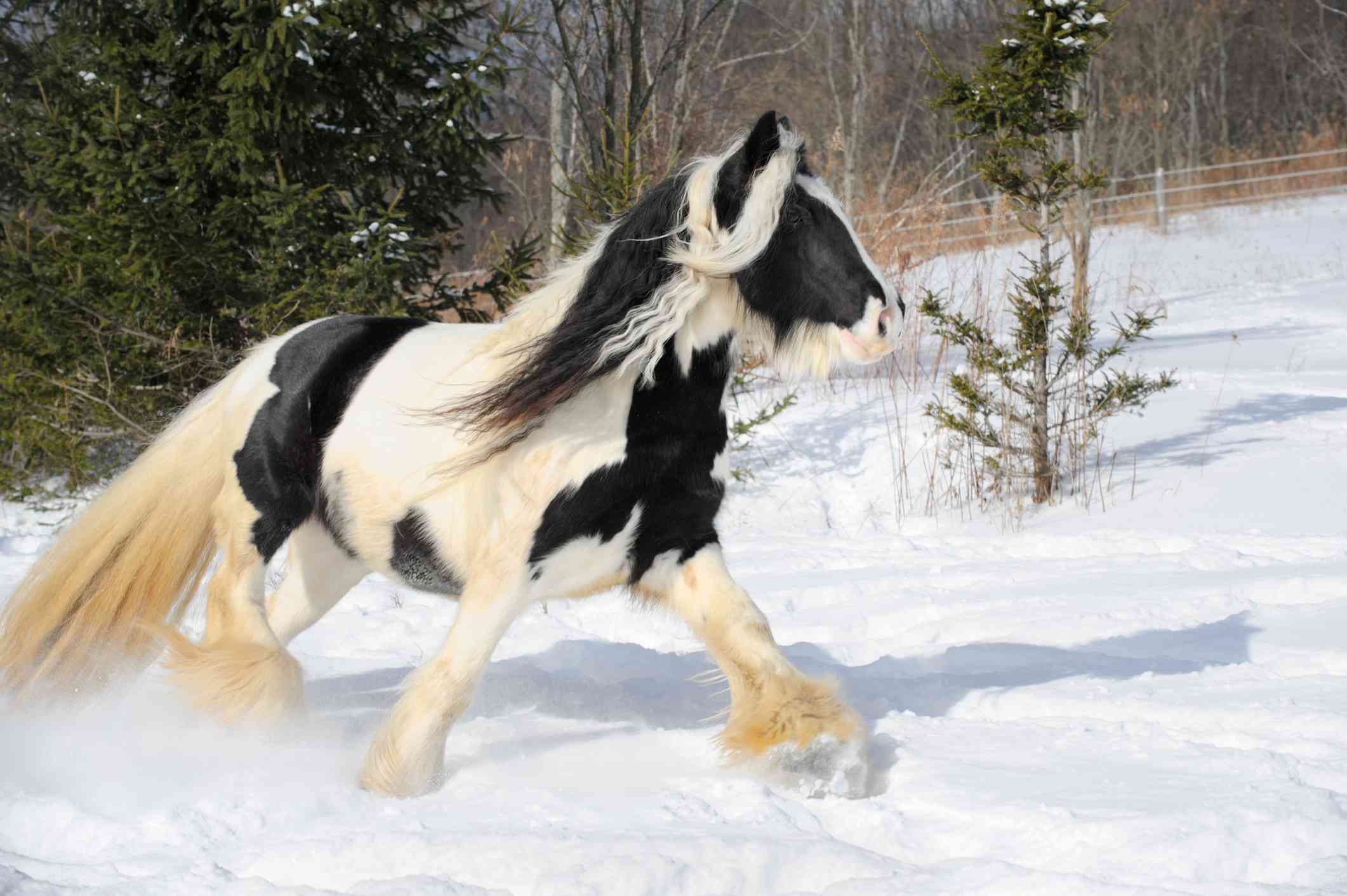 Gypsy Vanner Horse: Breed Profile, History, and Care Guide