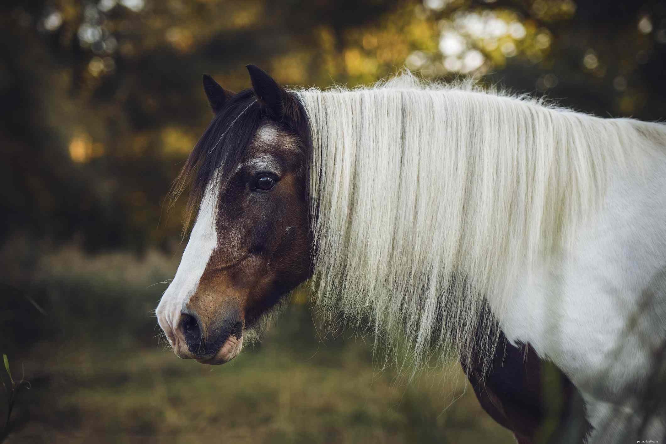 Gypsy Vanner Horse: Breed Profile, History, and Care Guide