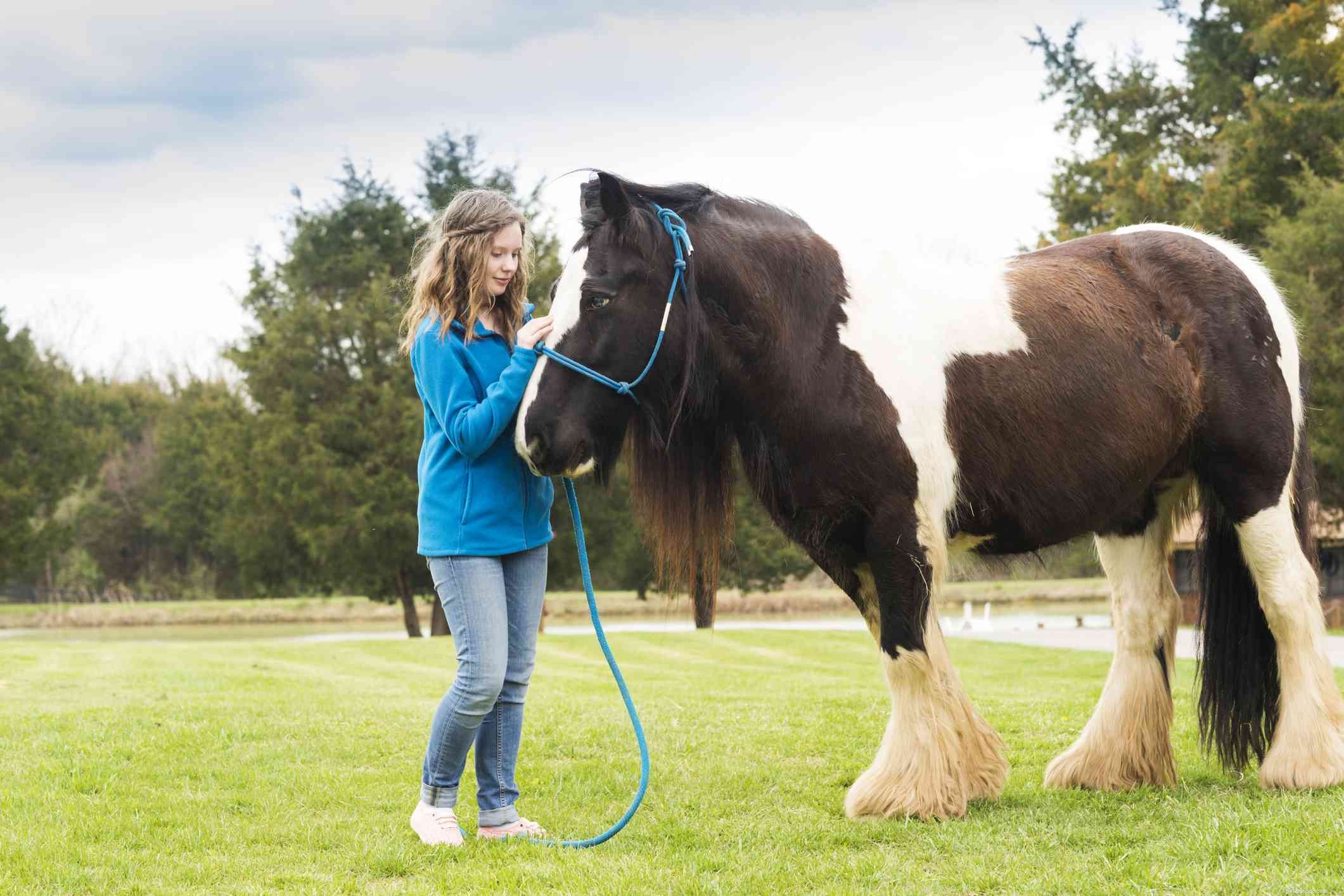 Gypsy Vanner Horse: Breed Profile, History, and Care Guide
