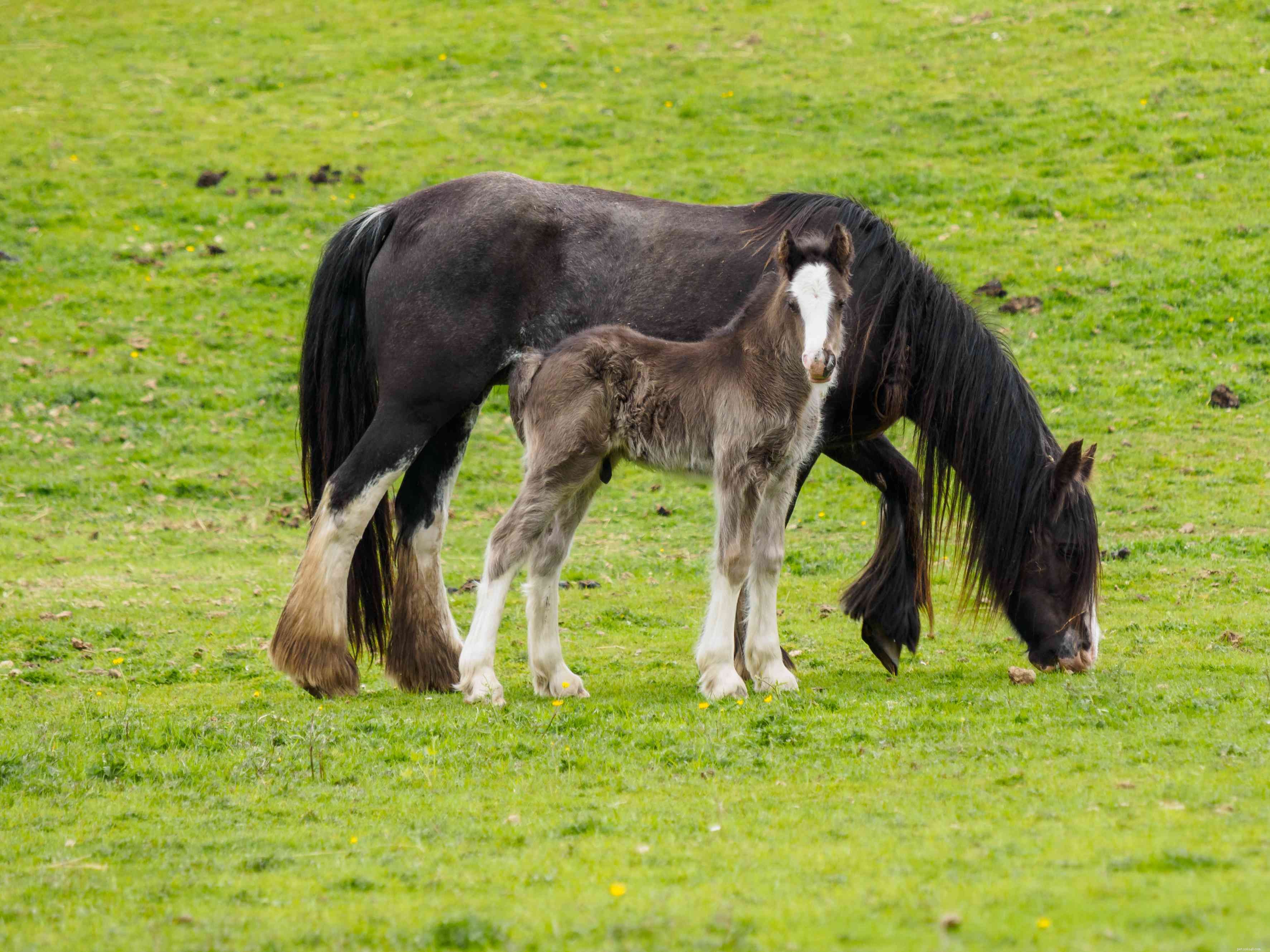 Gypsy Vanner Horse: Breed Profile, History, and Care Guide