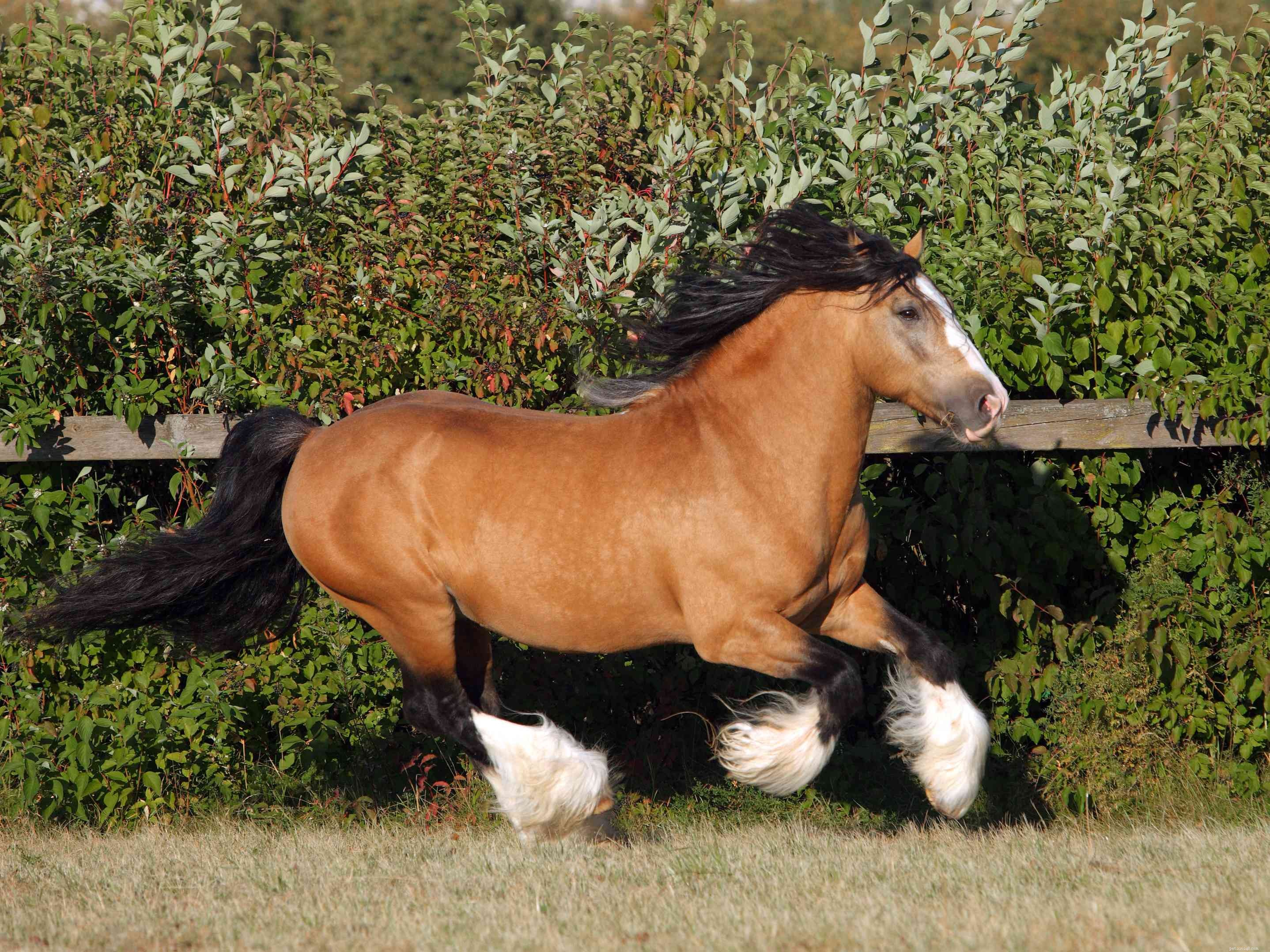 Gypsy Vanner Horse: Breed Profile, History, and Care Guide