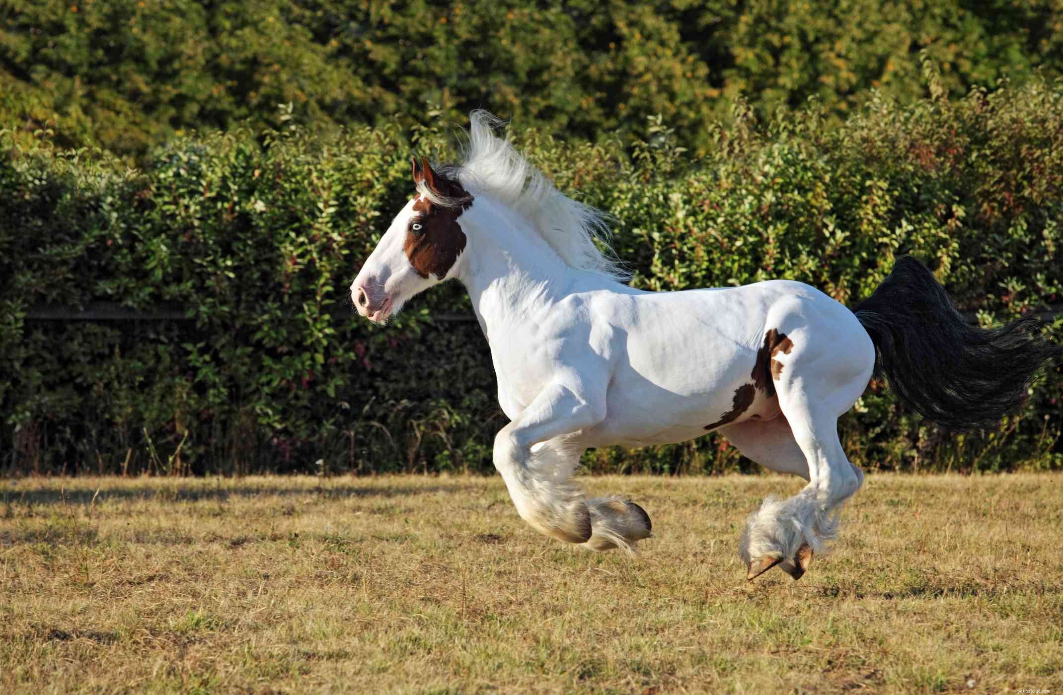 Gypsy Vanner Horse: Breed Profile, History, and Care Guide