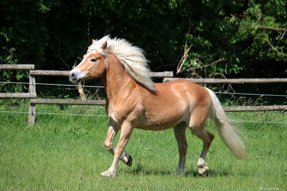 Discover the Haflinger Horse: History, Traits, and Care