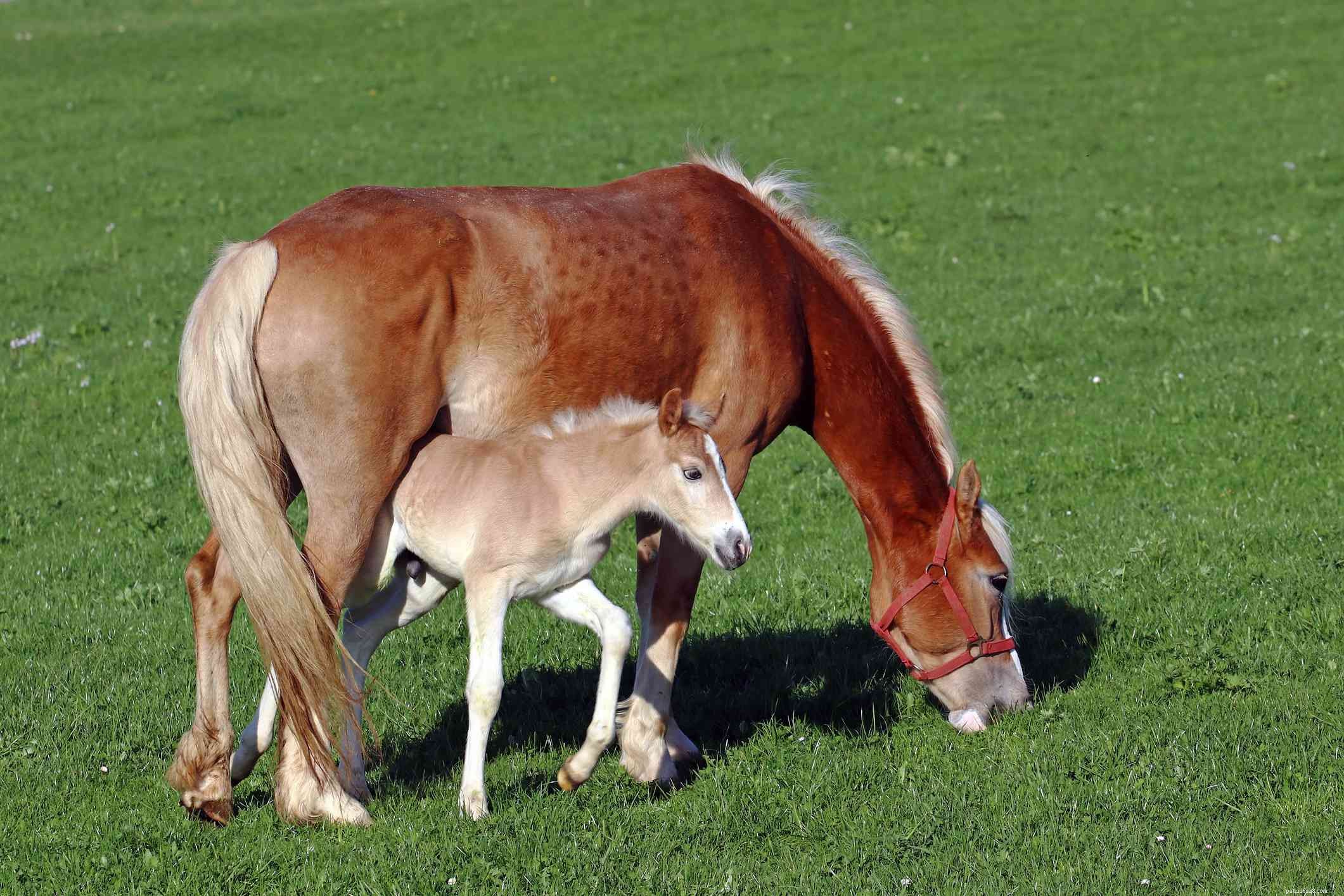 Discover the Haflinger Horse: History, Traits, and Care