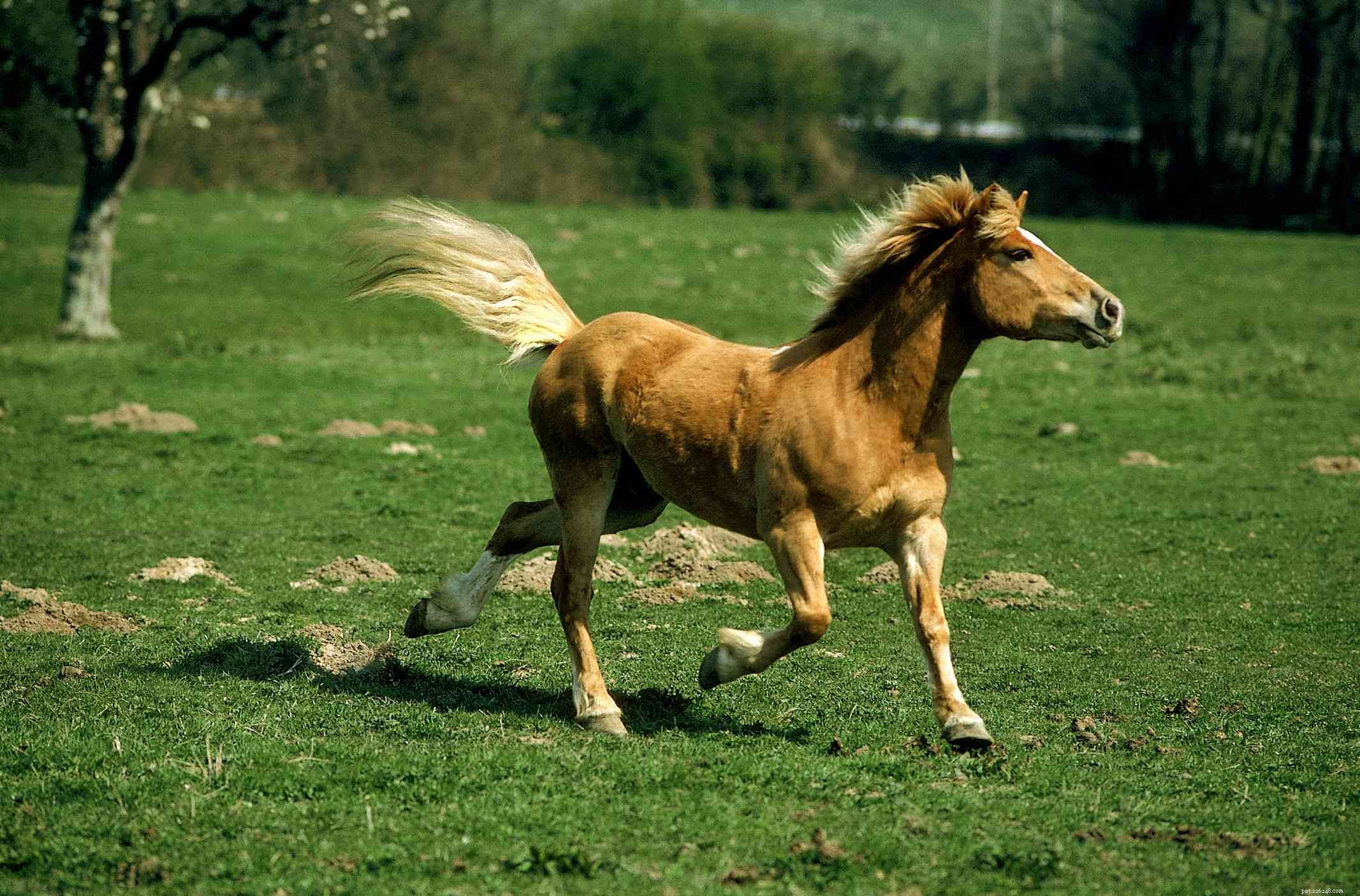 Discover the Haflinger Horse: History, Traits, and Care