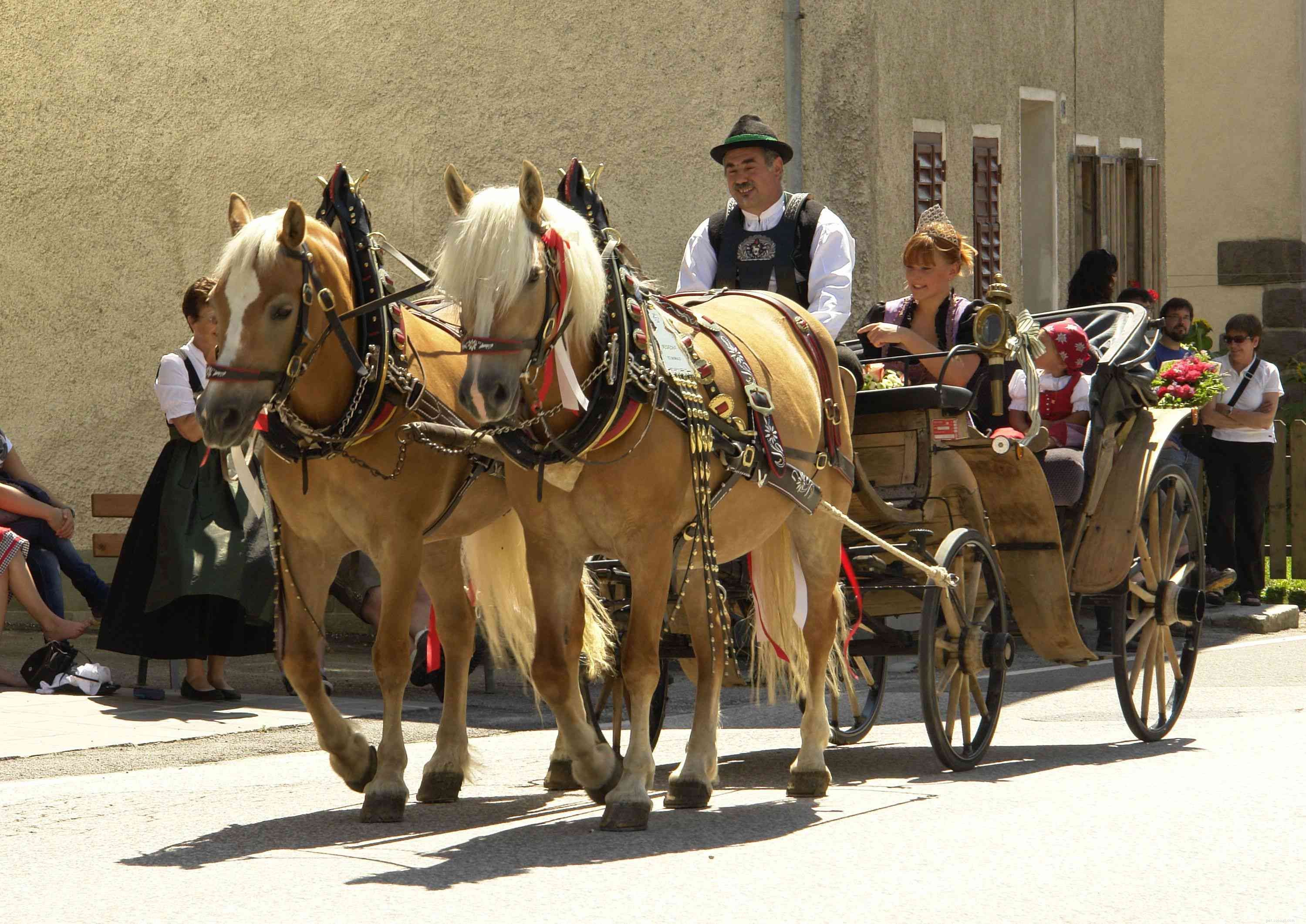 Discover the Haflinger Horse: History, Traits, and Care