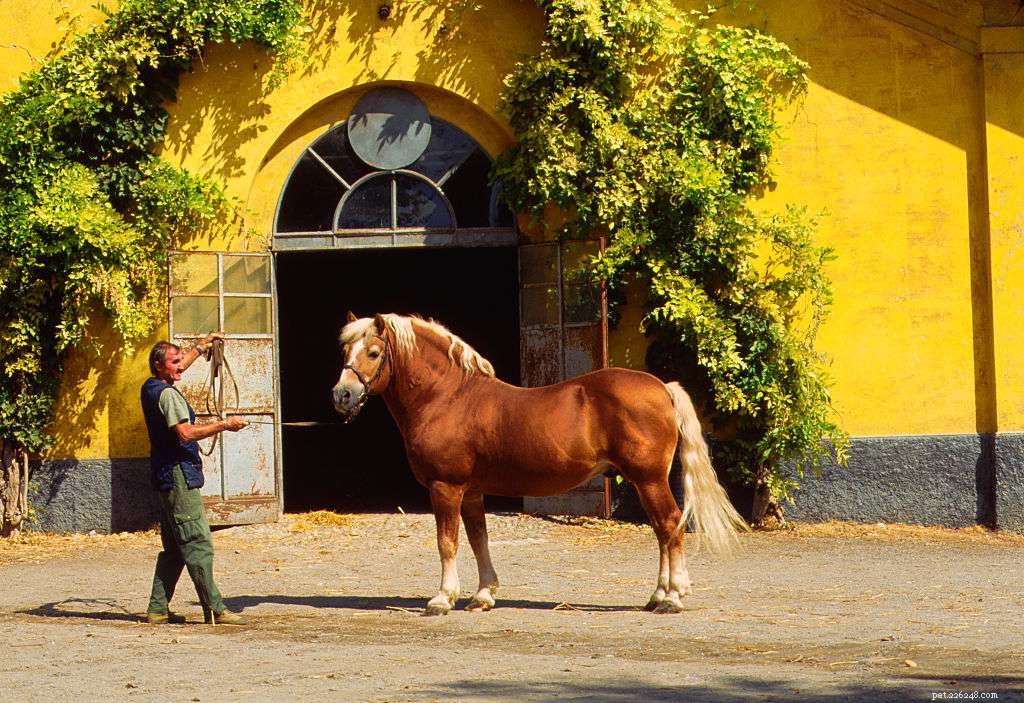 Discover the Haflinger Horse: History, Traits, and Care