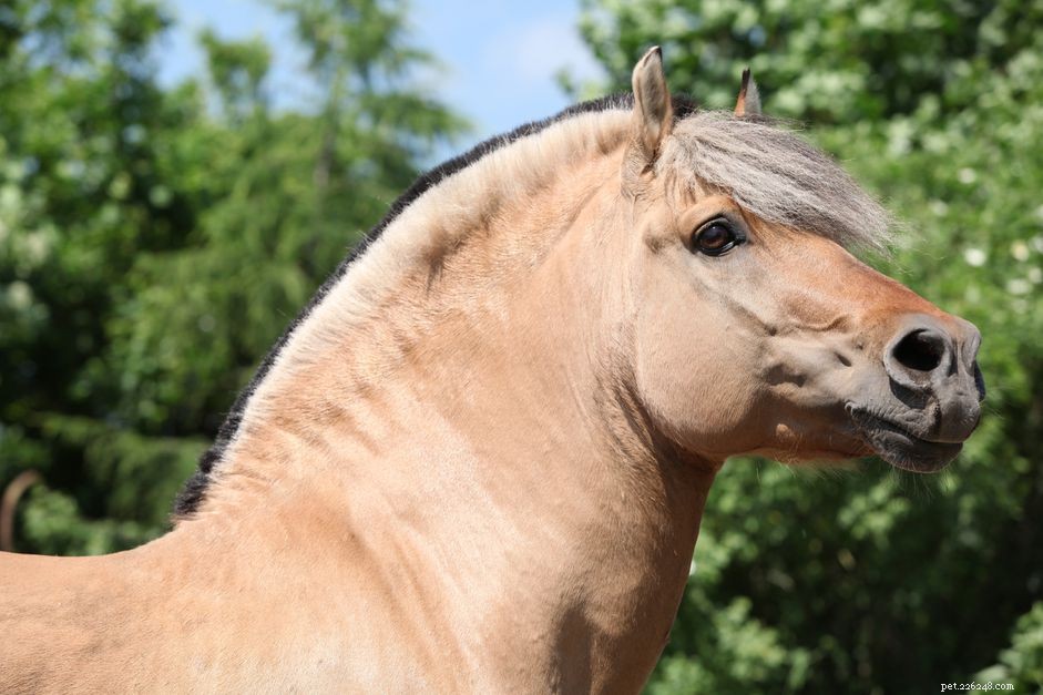Fjord Horse: Comprehensive Breed Profile & Buying Guide
