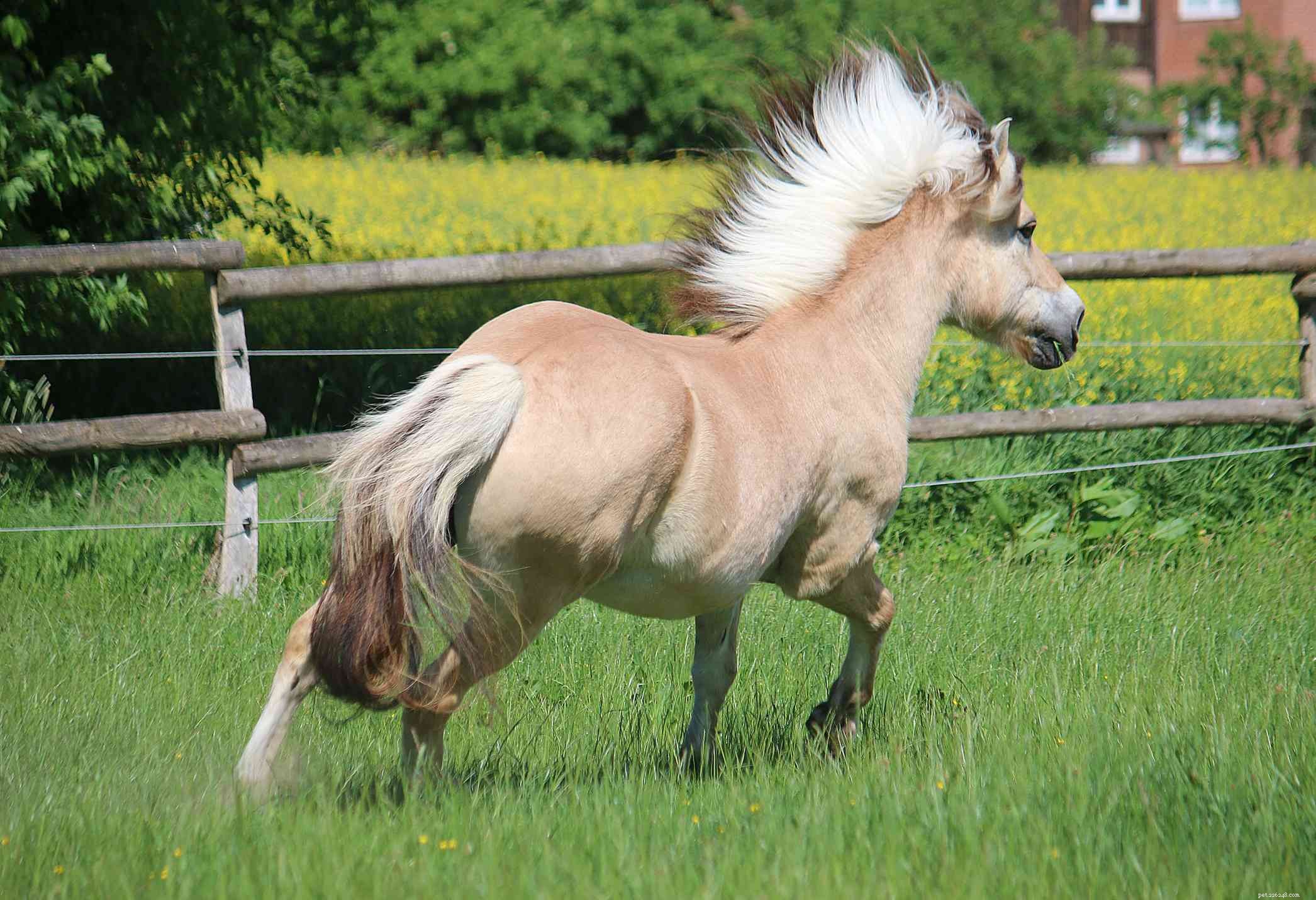 Fjord Horse: Comprehensive Breed Profile & Buying Guide