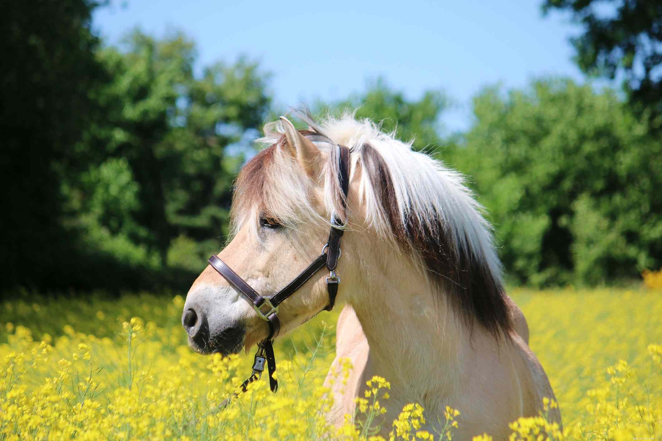 Fjord Horse: Comprehensive Breed Profile & Buying Guide