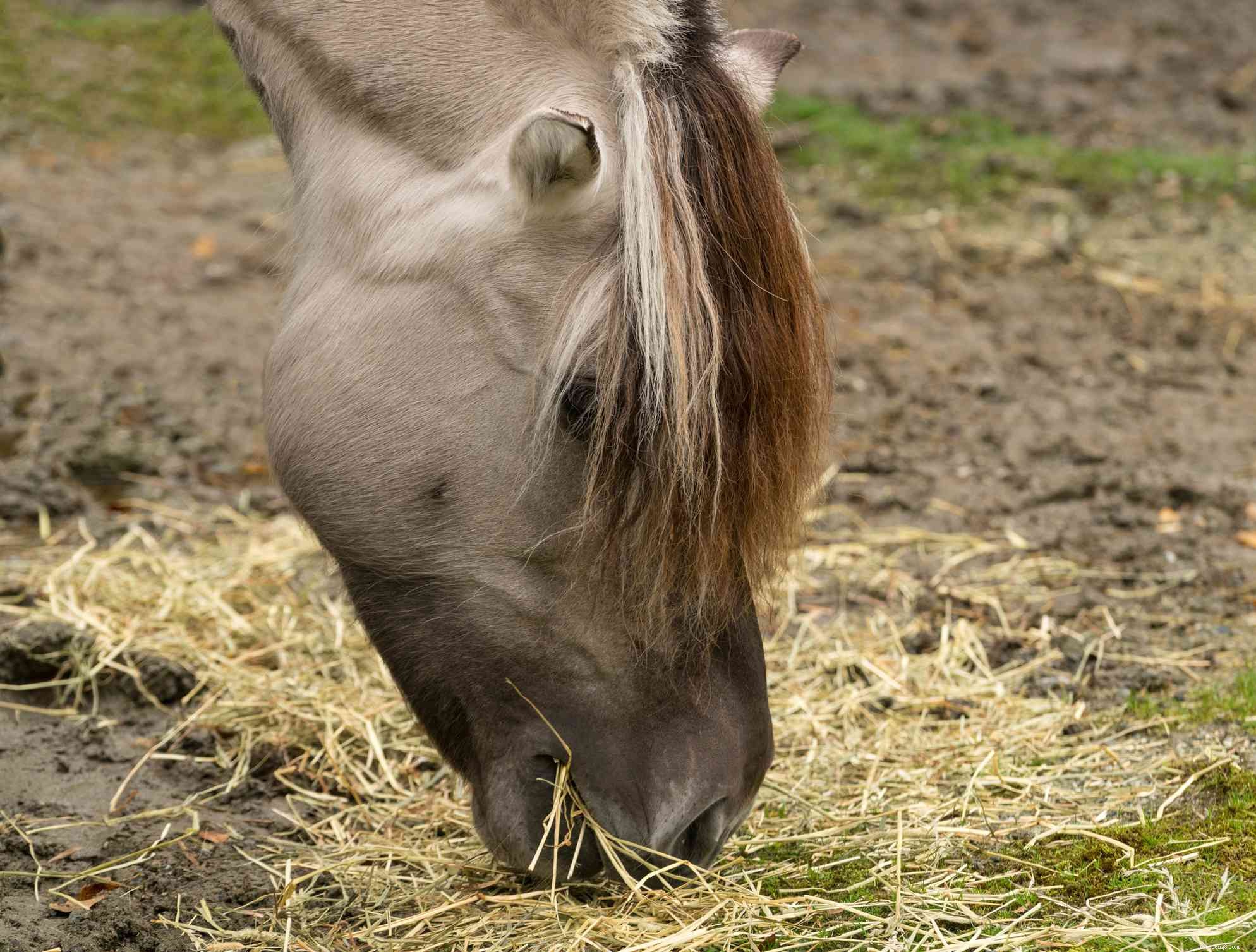 Fjord Horse: Comprehensive Breed Profile & Buying Guide