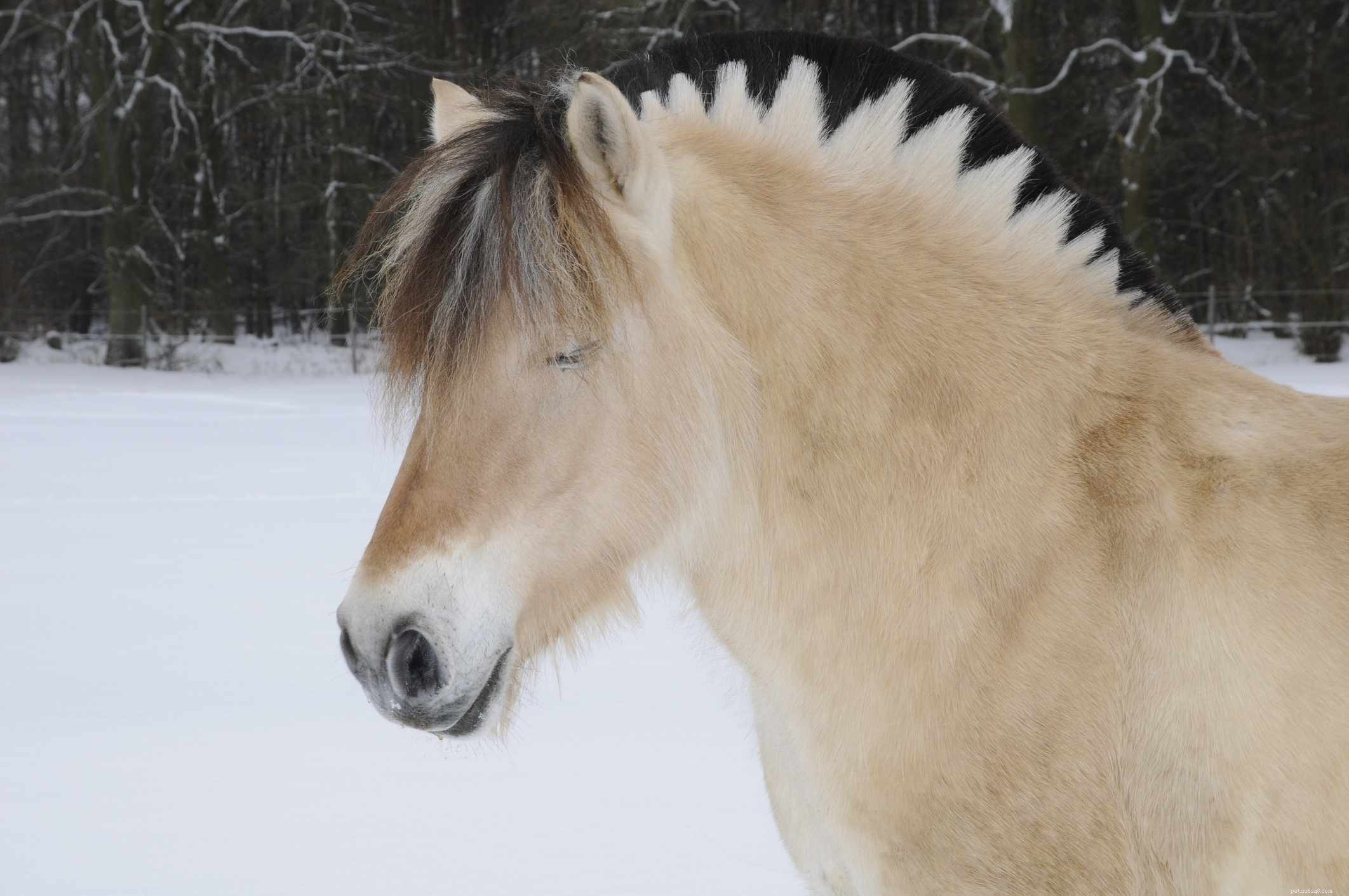 Fjord Horse: Comprehensive Breed Profile & Buying Guide