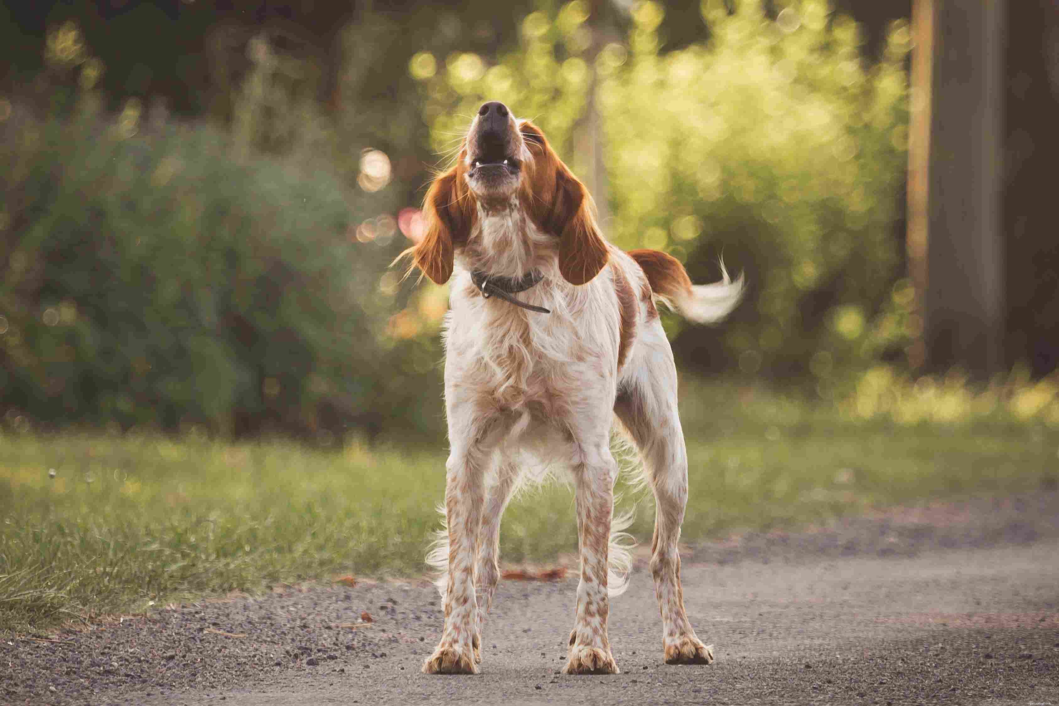 10 Easy & Engaging Tricks to Elevate Your Dog’s Training
