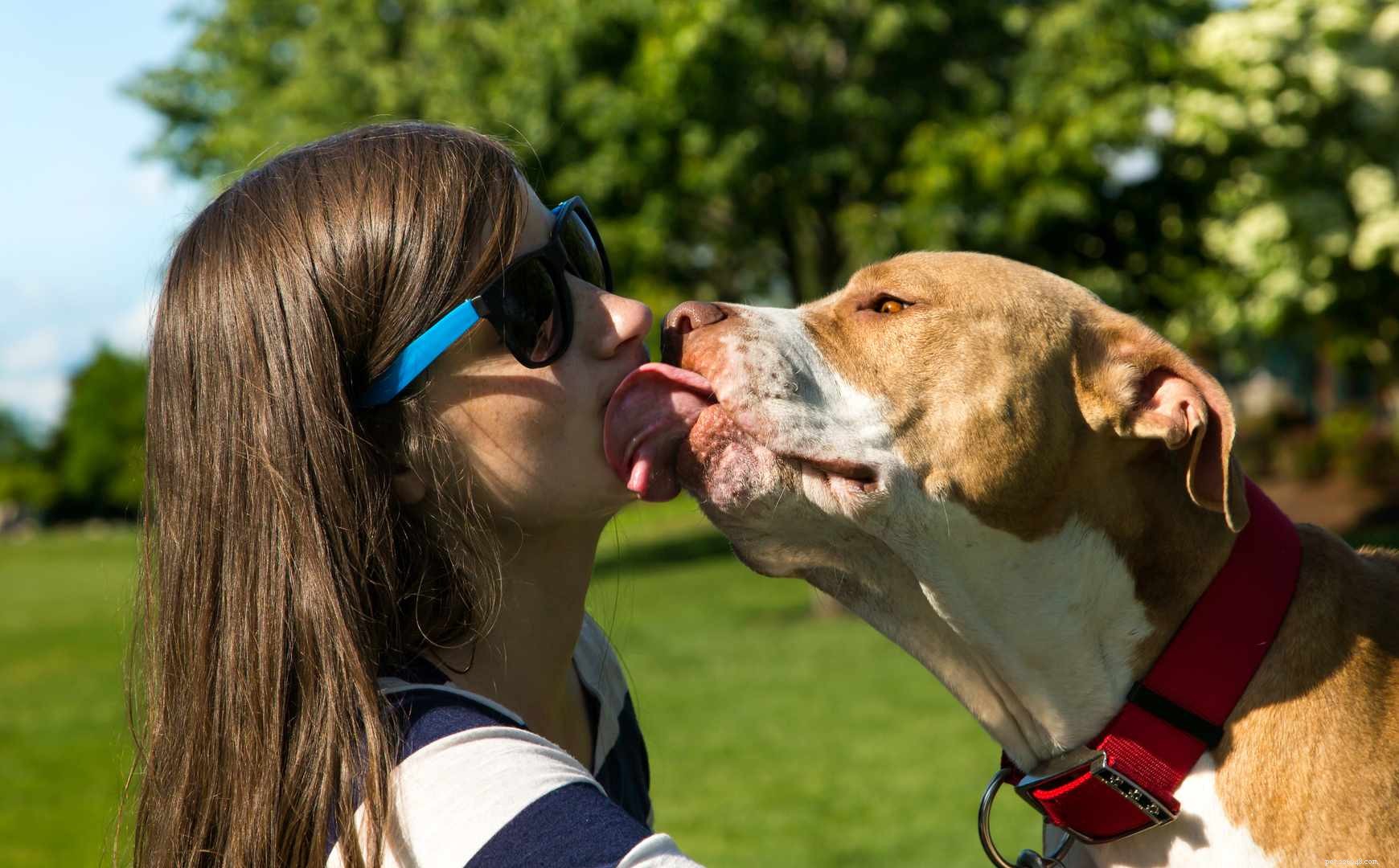 10 Easy & Engaging Tricks to Elevate Your Dog’s Training
