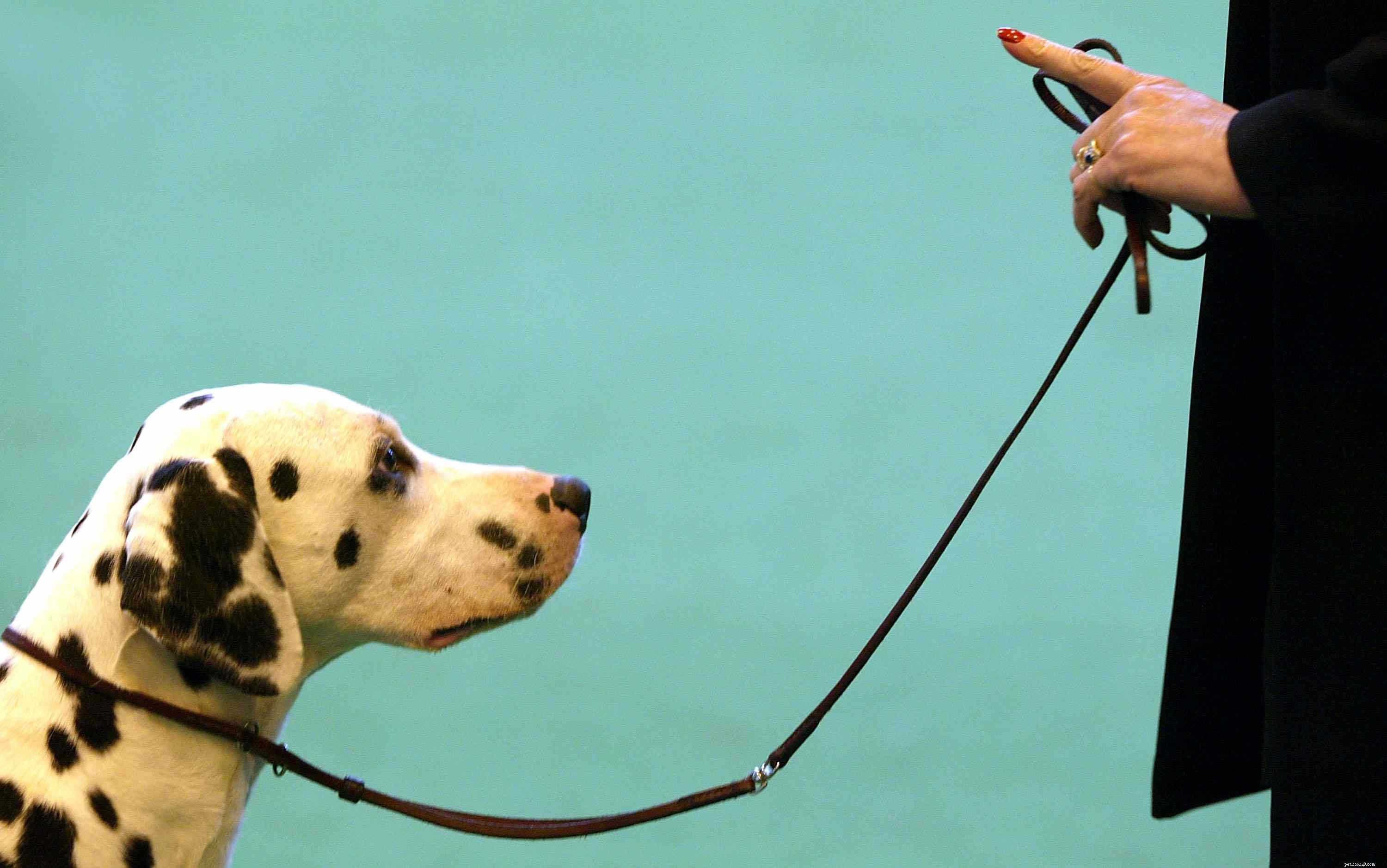 10 Easy & Engaging Tricks to Elevate Your Dog’s Training