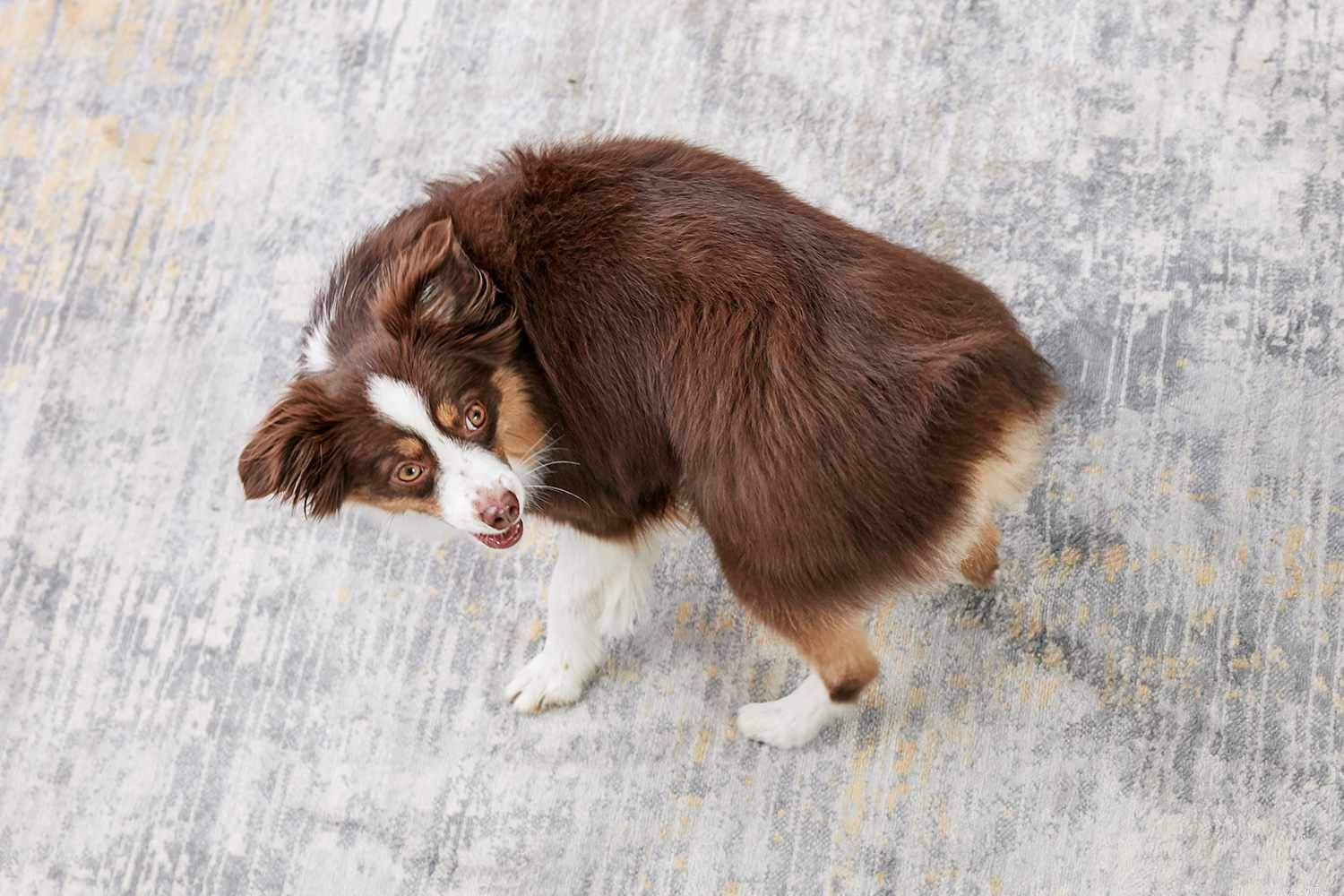 10 Easy & Engaging Tricks to Elevate Your Dog’s Training