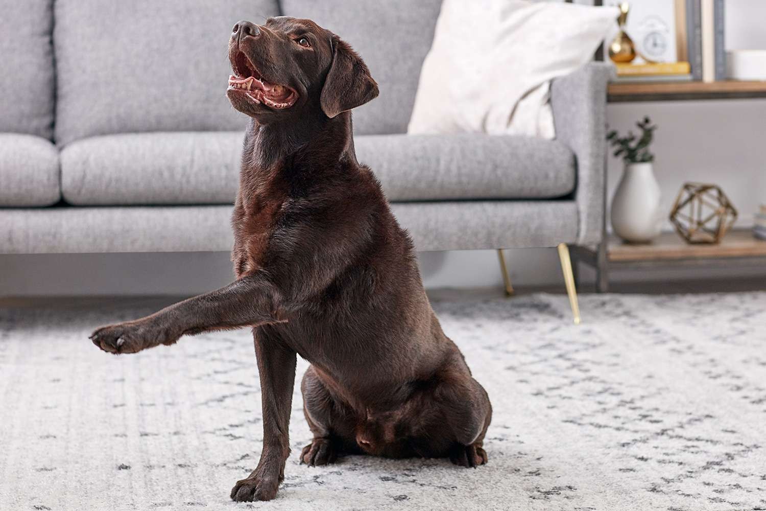 10 Easy & Engaging Tricks to Elevate Your Dog’s Training