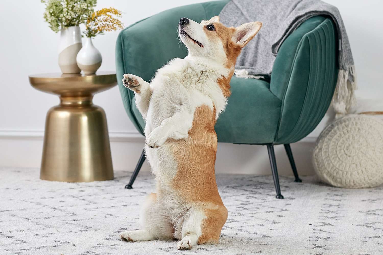 10 Easy & Engaging Tricks to Elevate Your Dog’s Training