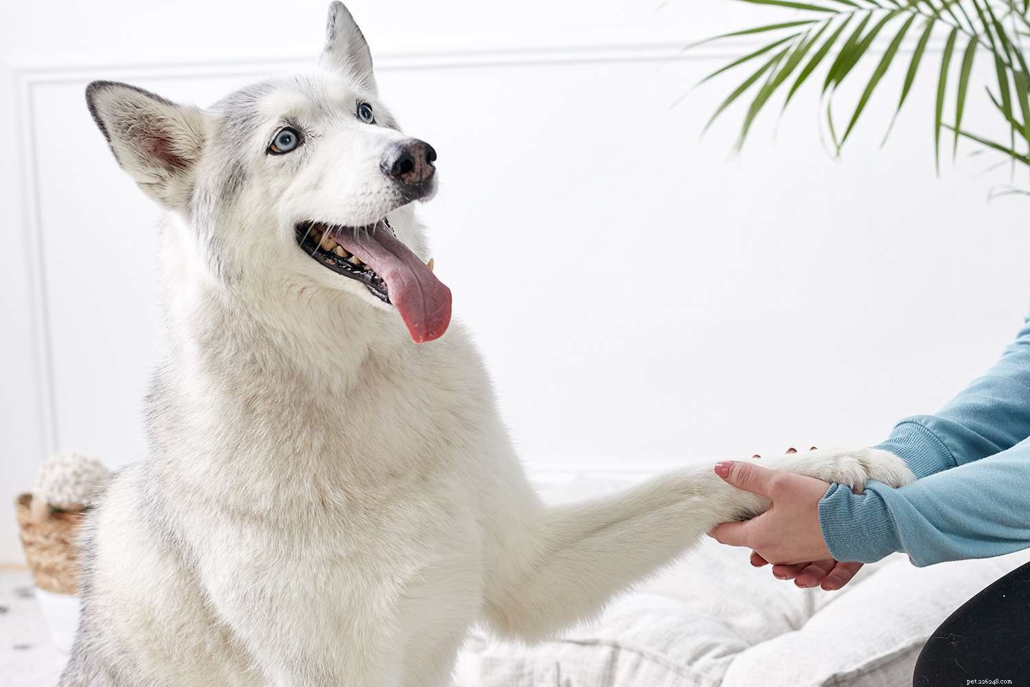 10 Easy & Engaging Tricks to Elevate Your Dog’s Training
