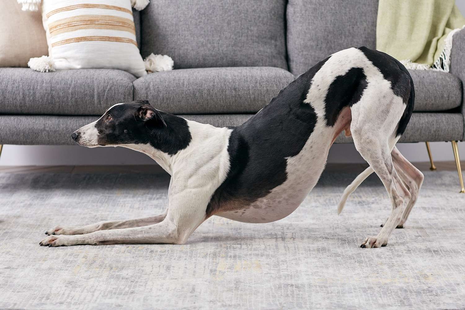 10 Easy & Engaging Tricks to Elevate Your Dog’s Training