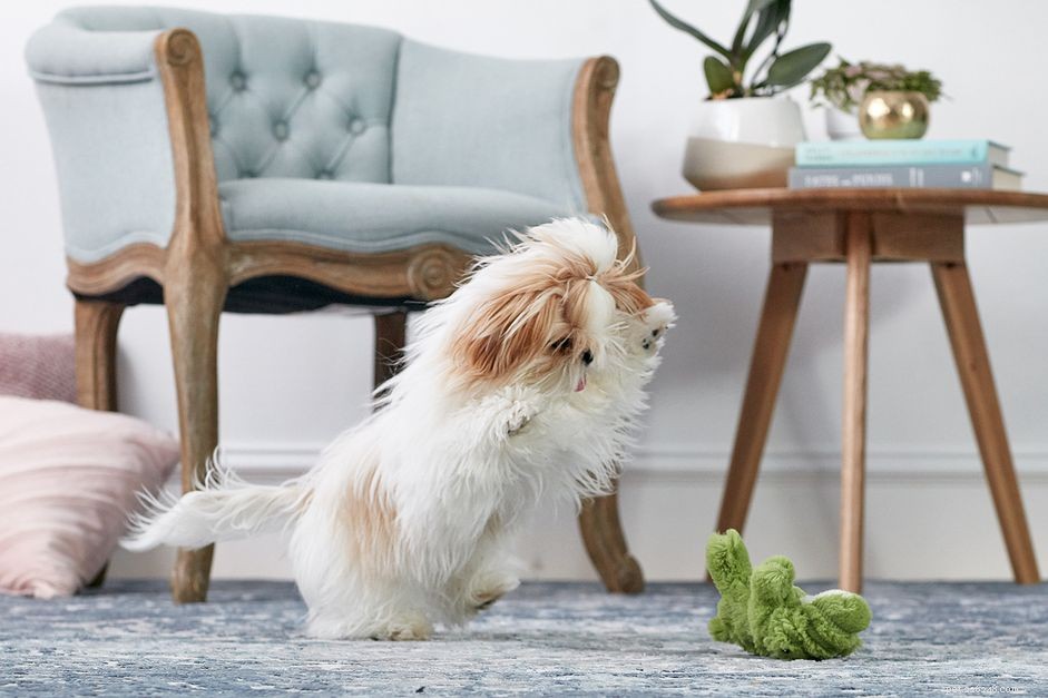 What Every Puppy Loves to Play: Breed‑Specific Games & Social Cues