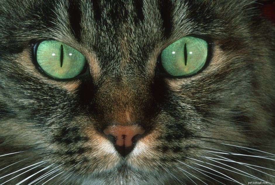 Understanding Cat Whisker Loss: Causes, Symptoms, and When to Seek Veterinary Care