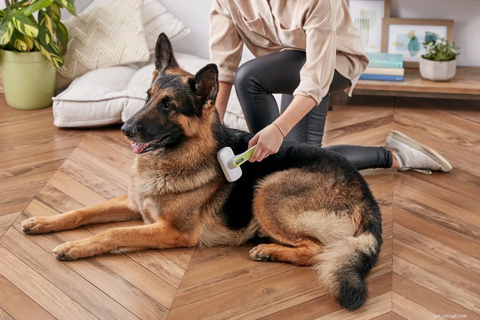 Managing Your Dog’s Shedding: Proven Tips for a Cleaner Home