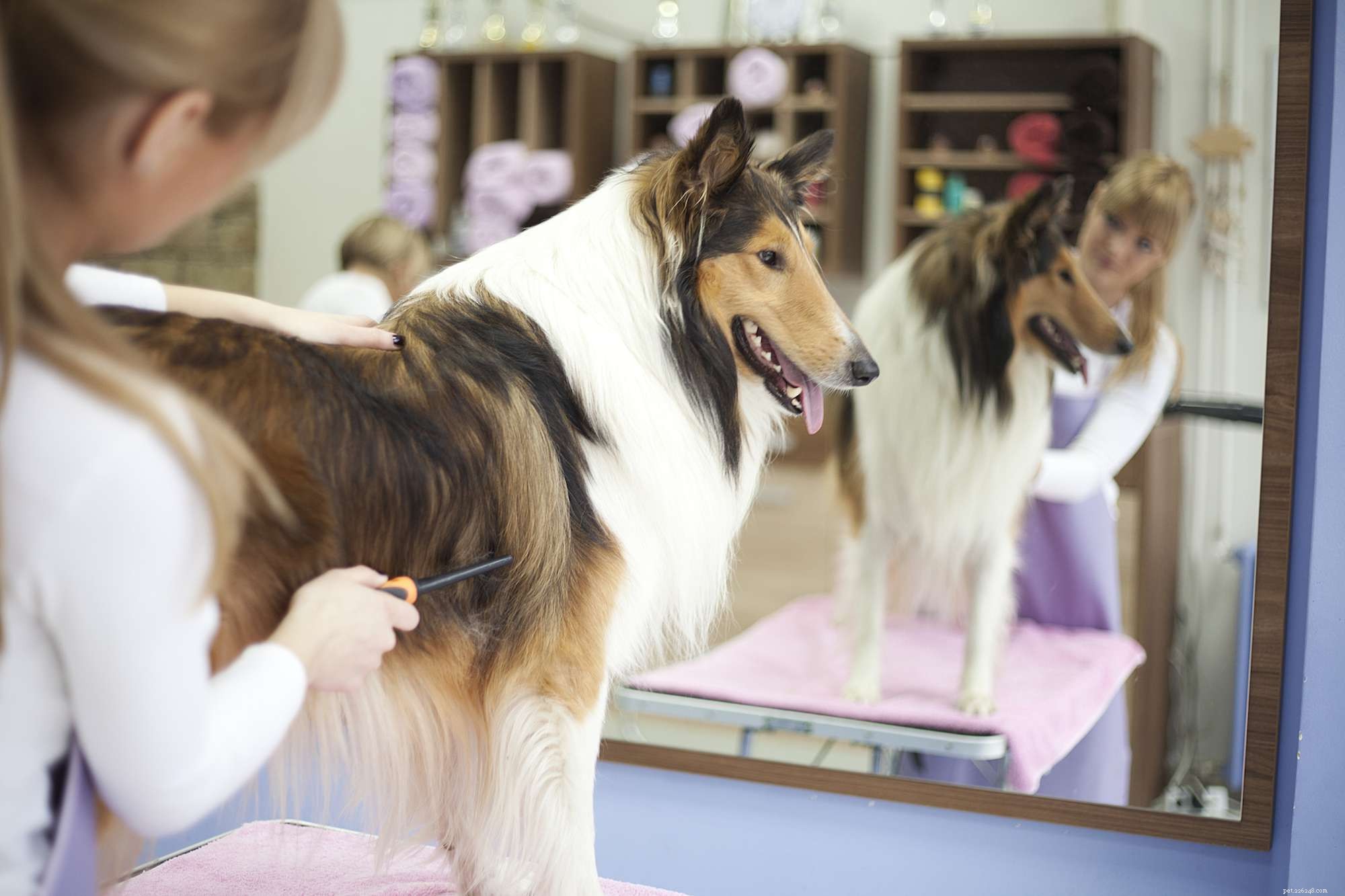 Managing Your Dog’s Shedding: Proven Tips for a Cleaner Home