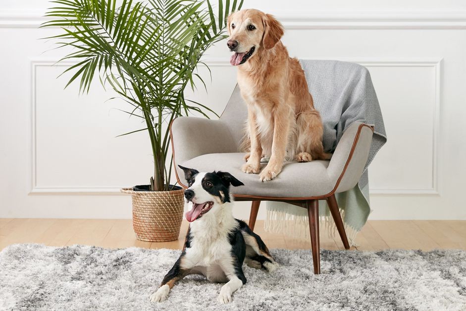 Training Your Dog to Coexist Harmoniously with a New Companion