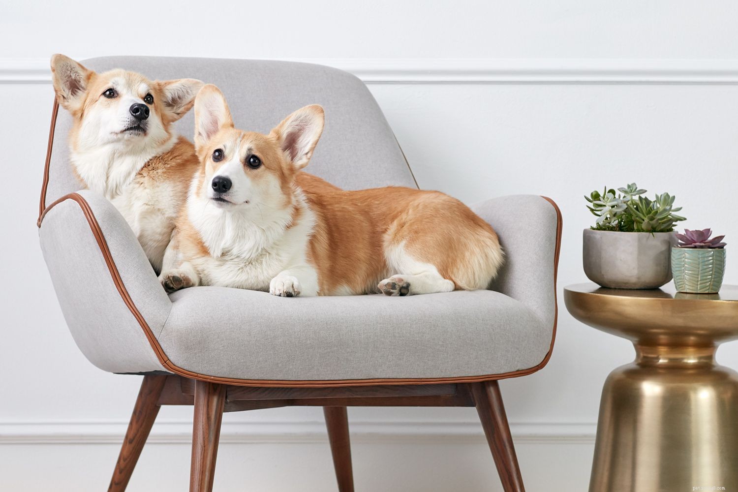 Training Your Dog to Coexist Harmoniously with a New Companion