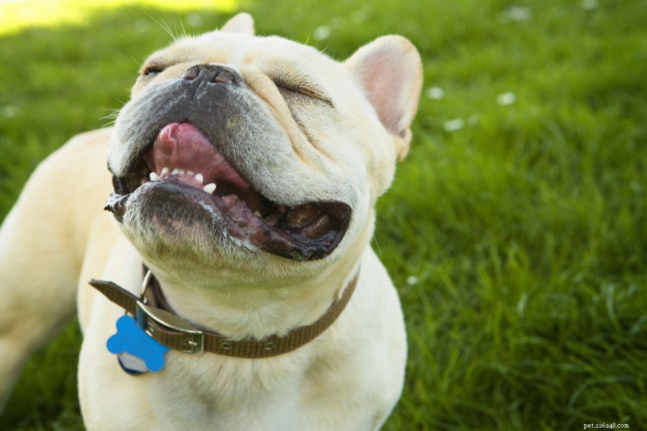 Imodium for Dogs: Uses, Safety, and Side‑Effect Guidance