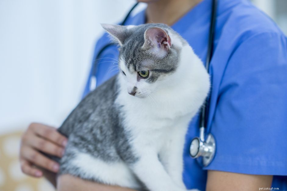Pyometra in Cats: Early Detection, Prevention, and Care