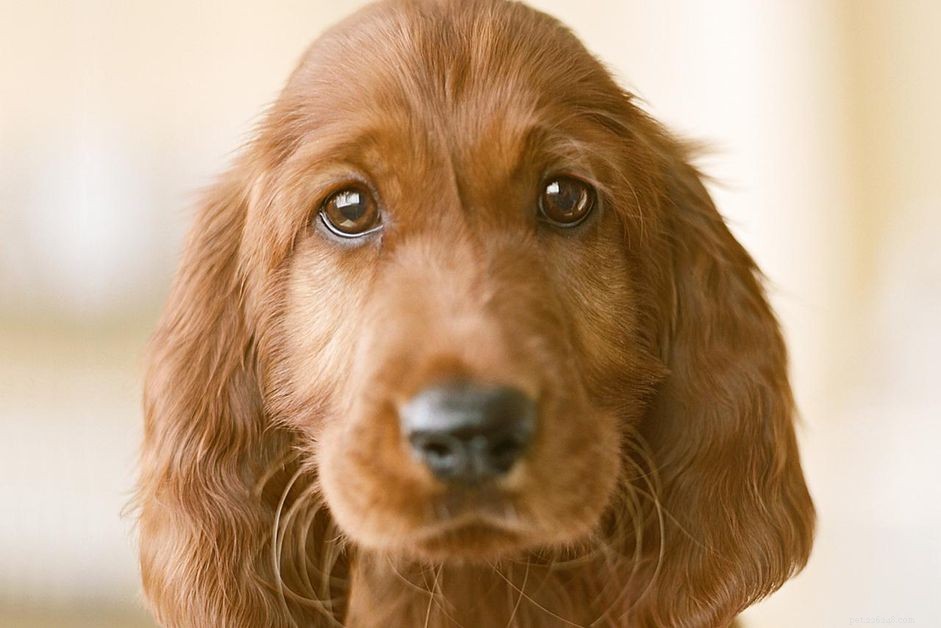 Decoding Puppy Body Language: A Guide to Understanding Your Furry Friend
